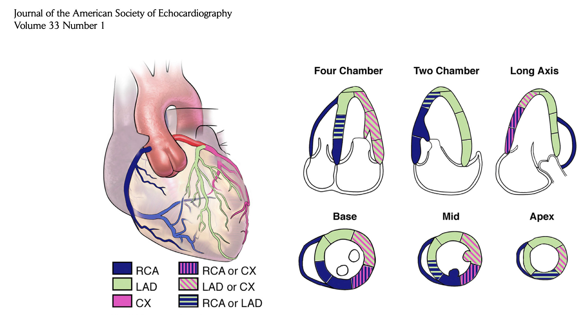 Сократимость лж. Кровоснабжение сердца схема по сегментам. Сегменты сердца при эхокардиографии. Сократительная функция сердца. Сегменты лж на ЭХОКГ.