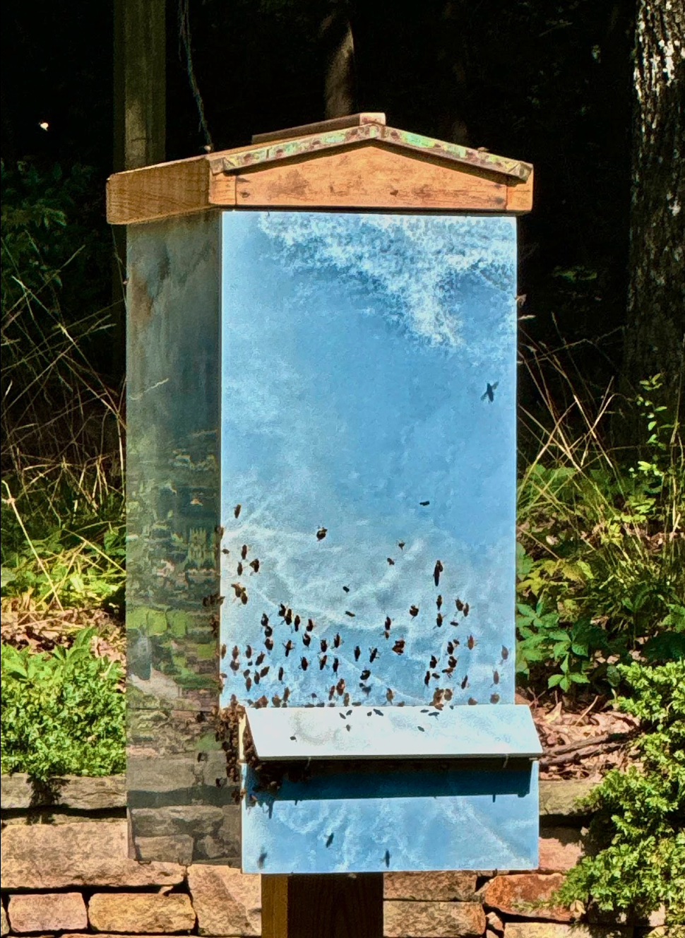 Blue Hive - June 2025