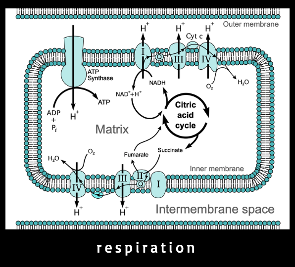 > link to *respiration* webpage