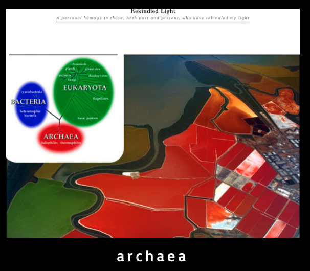 > link to *archaea* webpage