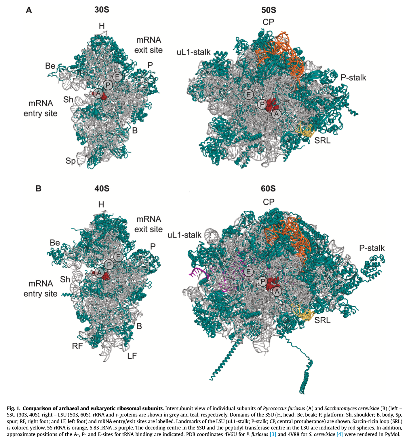 source Protein synthesis, an essential process for life, is carried out by a large ribonucleoprotein complex called the ribosome. All ribosomes are composed of two subunits - the small ribosomal subunit (SSU; 30S in archaea and 40S in eukaryot