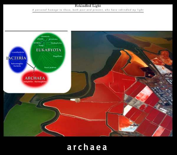 > link to *archaea* webpage Some of the most ancient genes are those coding for molecules known as ribosomal RNAs. In ribosomes, parts of the cell that float around the soupy cytoplasm, proteins and ribosomal RNA, or rRNA, work tog