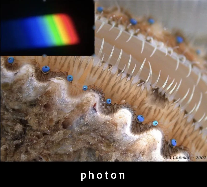    →  see  *photon*  webpage   