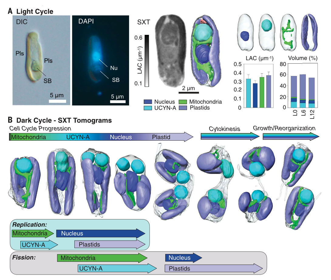   Fig. 1. B. bigelowii/UCYN-A light-dark cycle is highly coordinated.  (A) Structural characterization during the light cycle: (Left) Differential interference contrast (DIC) micrograph displays the whole alga and showcases UCYN-A spheroid body (SB) 