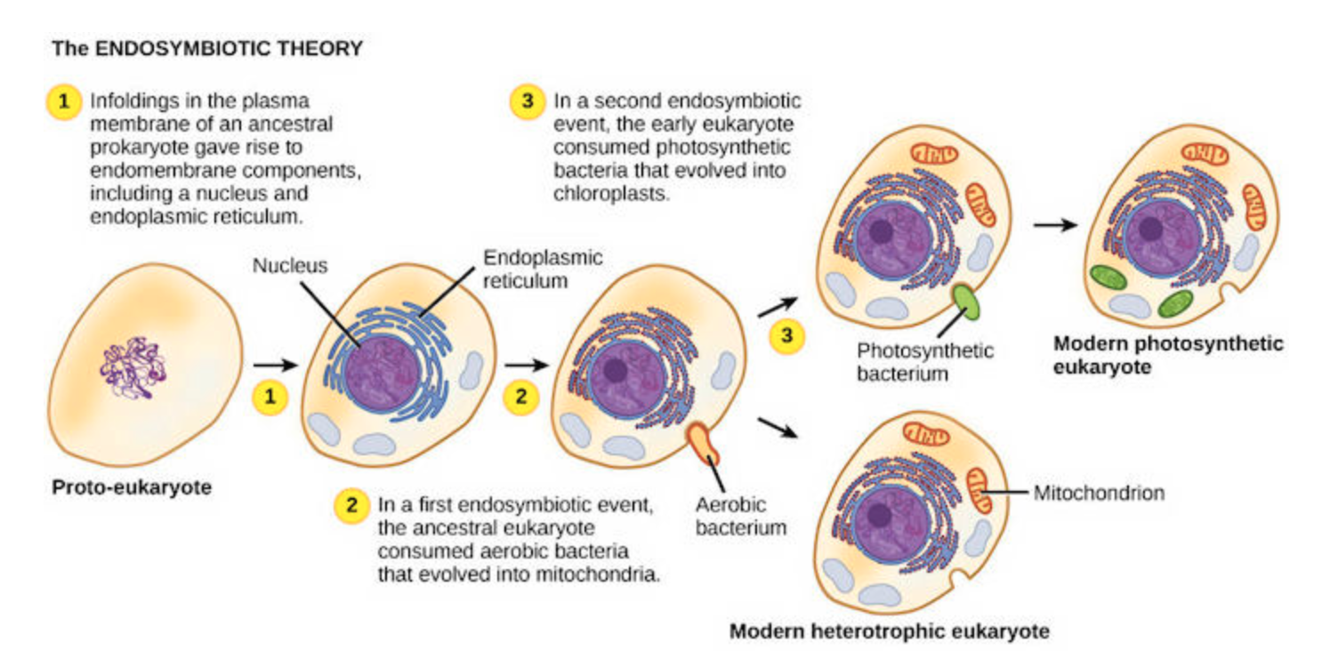    source     excerpt:     ‍  ‍ Endosymbiosis is defined as a mutually beneficial relationship between organisms where one lives inside the other, though&nbsp;it can occur on many scales—not only cells within cells, but also organisms within organism