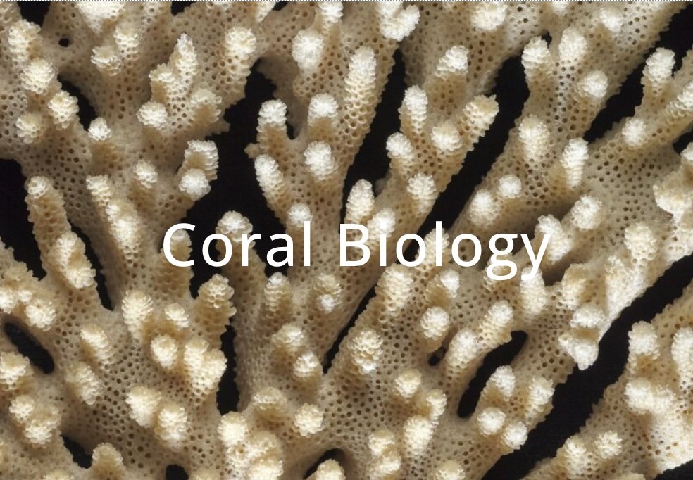    →  link to NOAA coral webpage   The basic living unit of the class  Anthozoa  (further subdivided into subclass  Hexacorallia , which includes stony corals, and subclass  Octocorallia , which includes soft corals) is the  polyp . Polyps can occur 