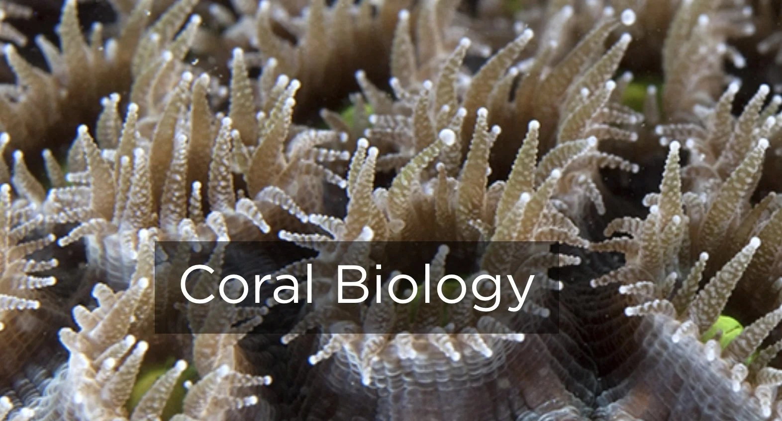    source    Corals are living organisms in the phylum Cnidaria. There are two main types of corals: soft corals and stony corals (also called ‘hard’ corals). Stony corals of the order Scleractinia are the corals primarily responsible for reef format