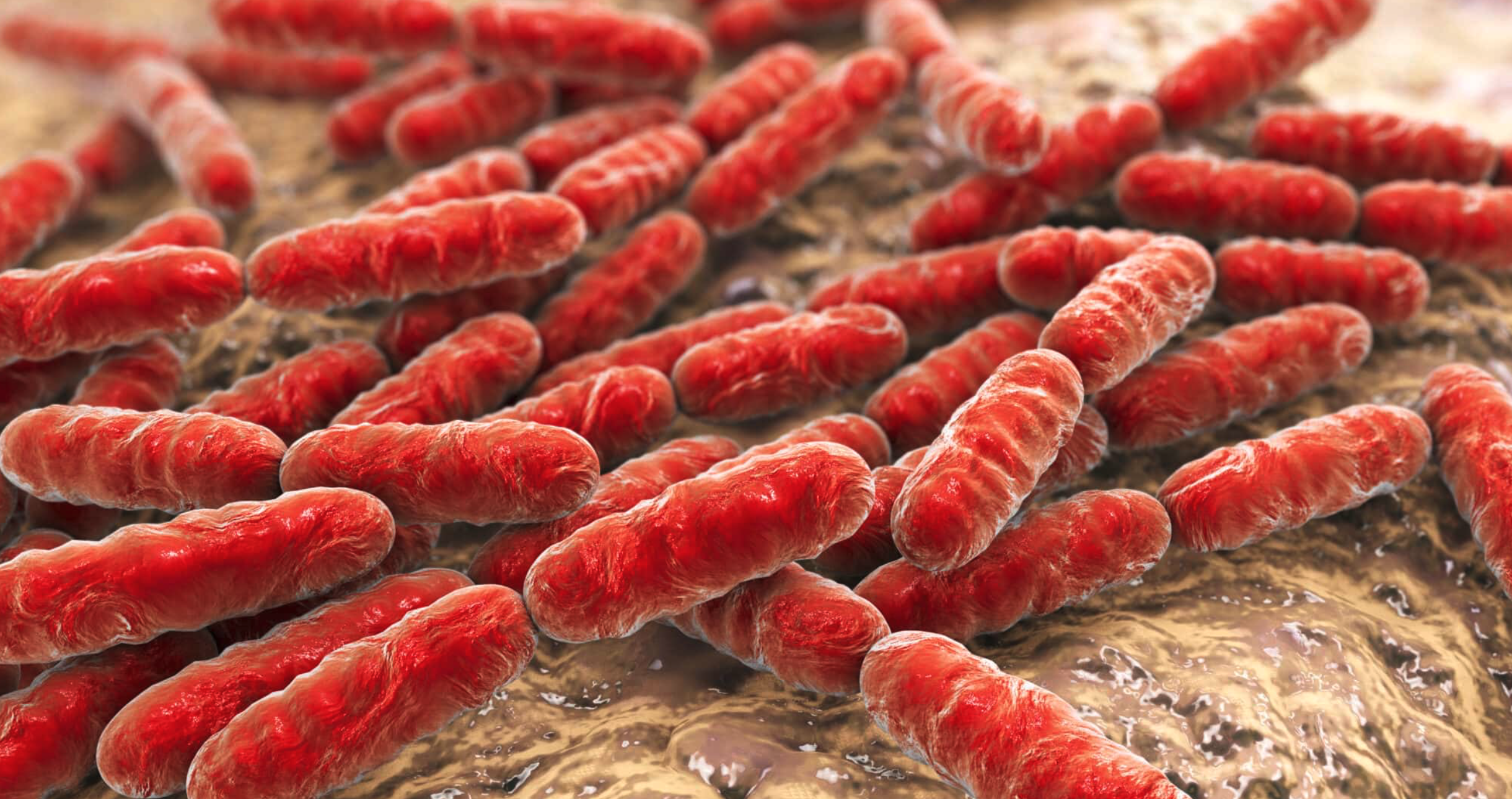    source   :  The Nitrogen Cycle: Part Two (Nitrite Oxidizers)   Nitrite-oxidizers catalyze the second step of nitrification: nitrite oxidation to nitrate. Like the ammonia oxidizers, nitrite-oxidizing bacteria (NOB) play a major role in global biog