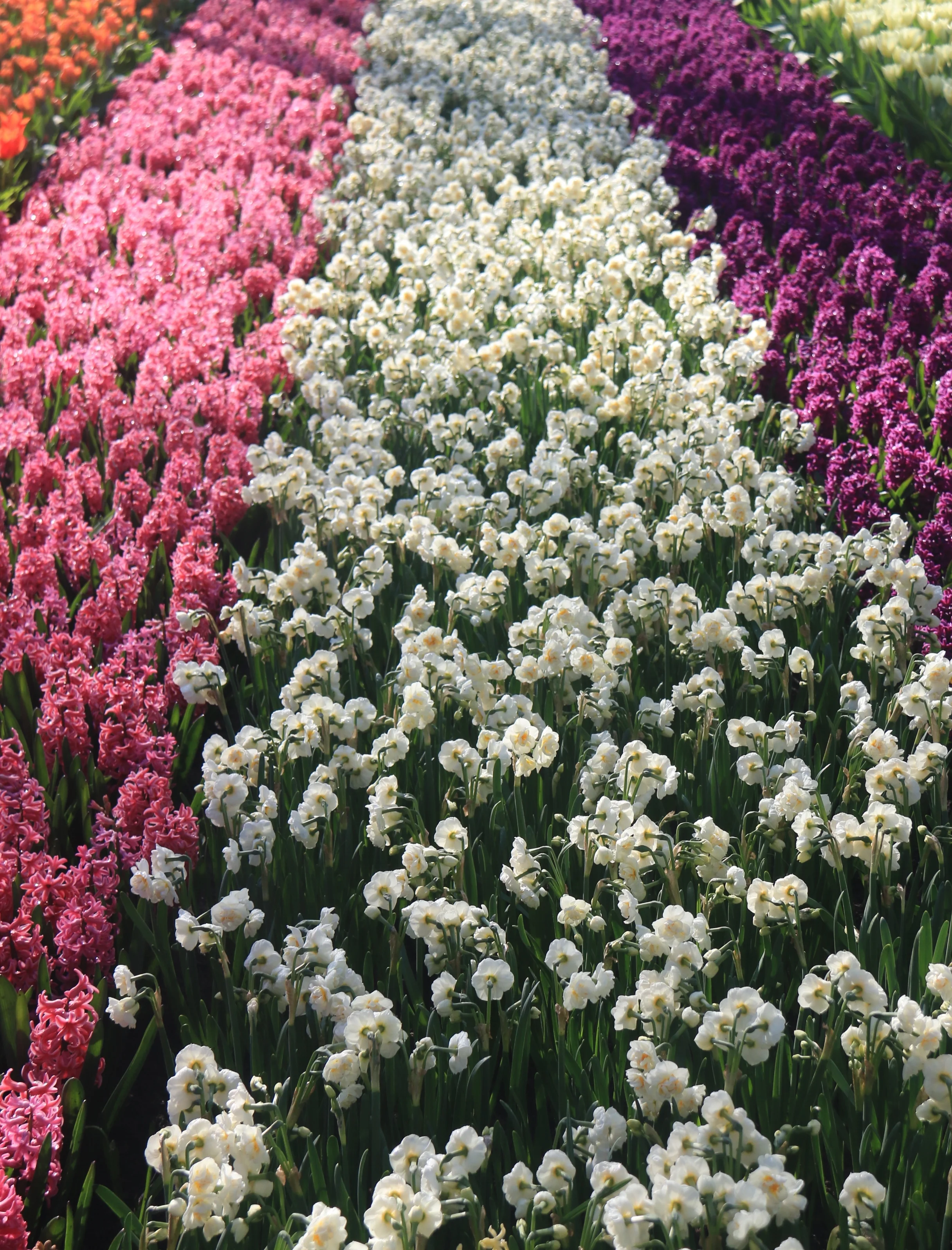 Keukenhof