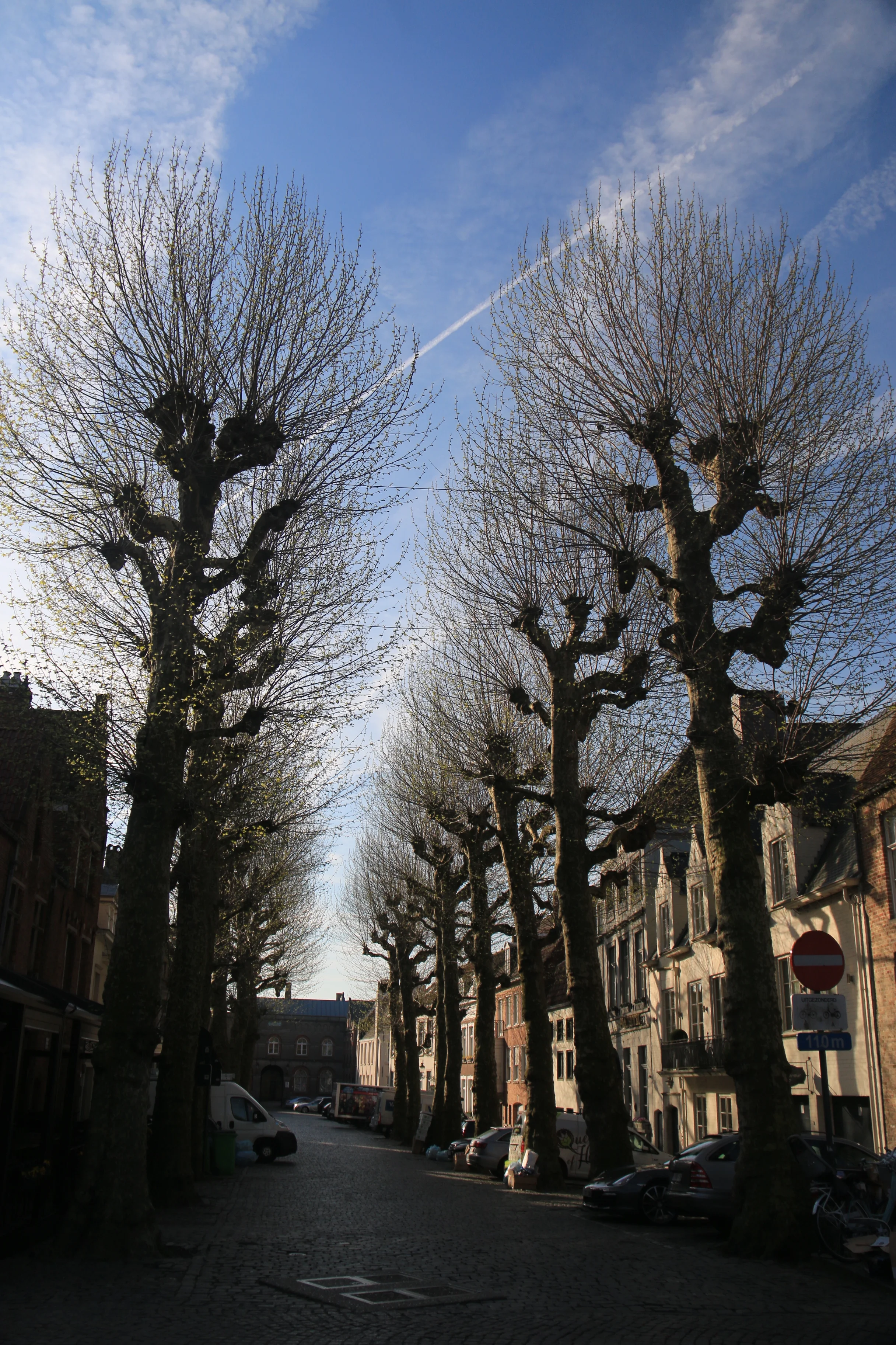 The Trees of Bruges