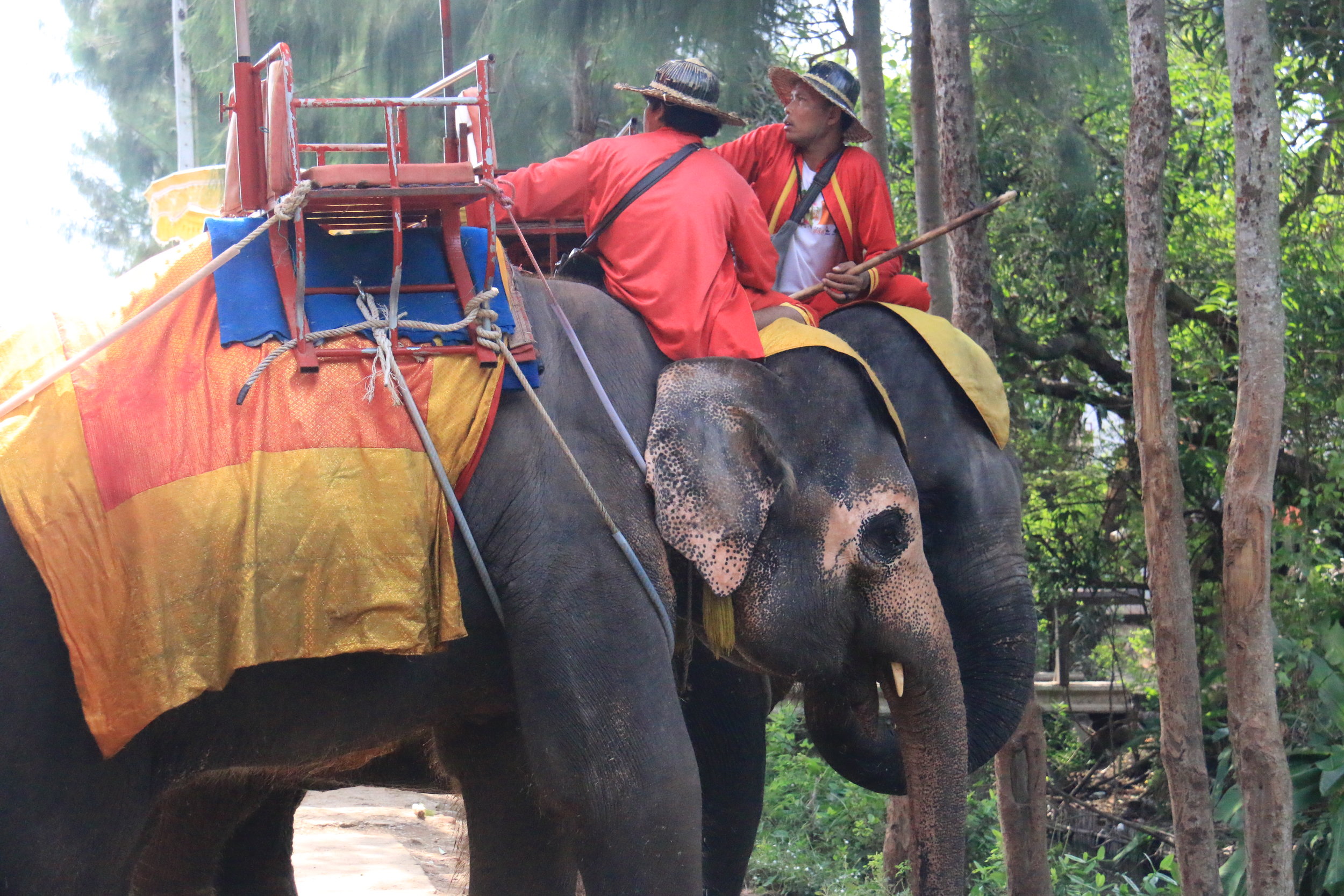 Elephant Rides