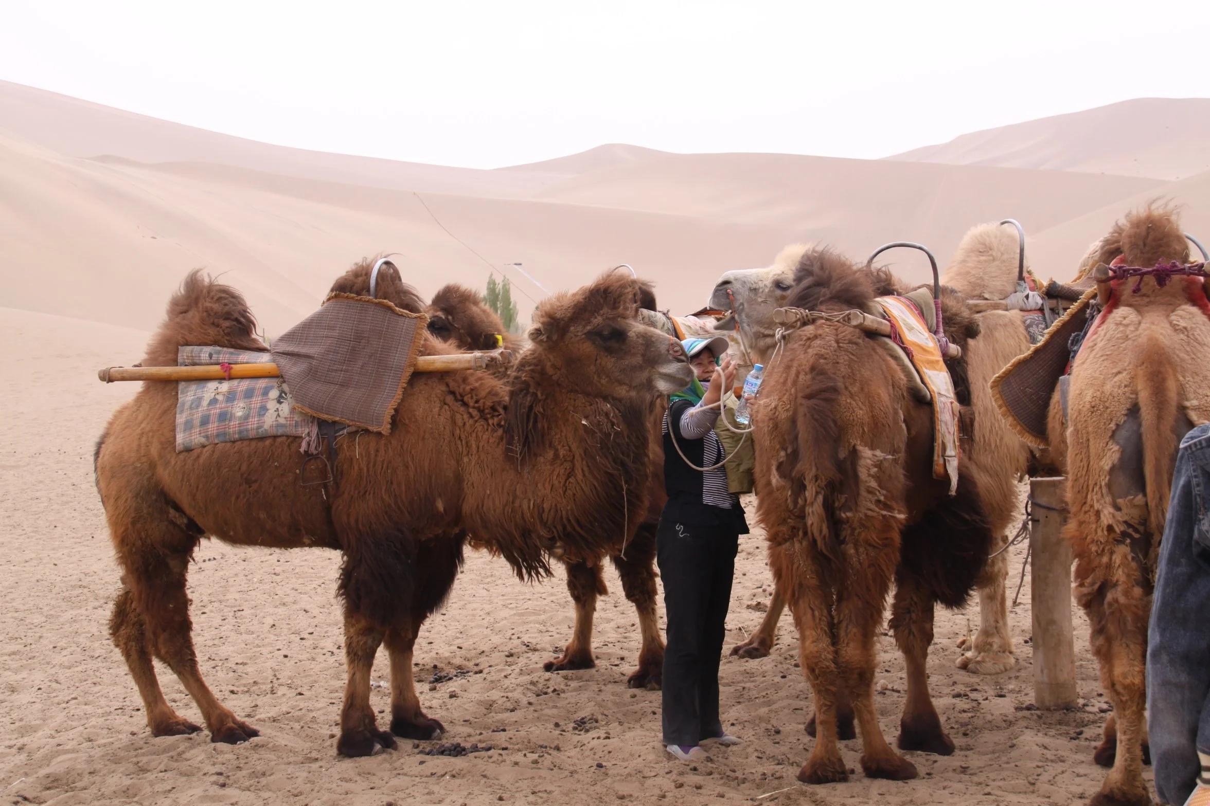 2009 | Dunhuang 敦煌 | Bactrian camels