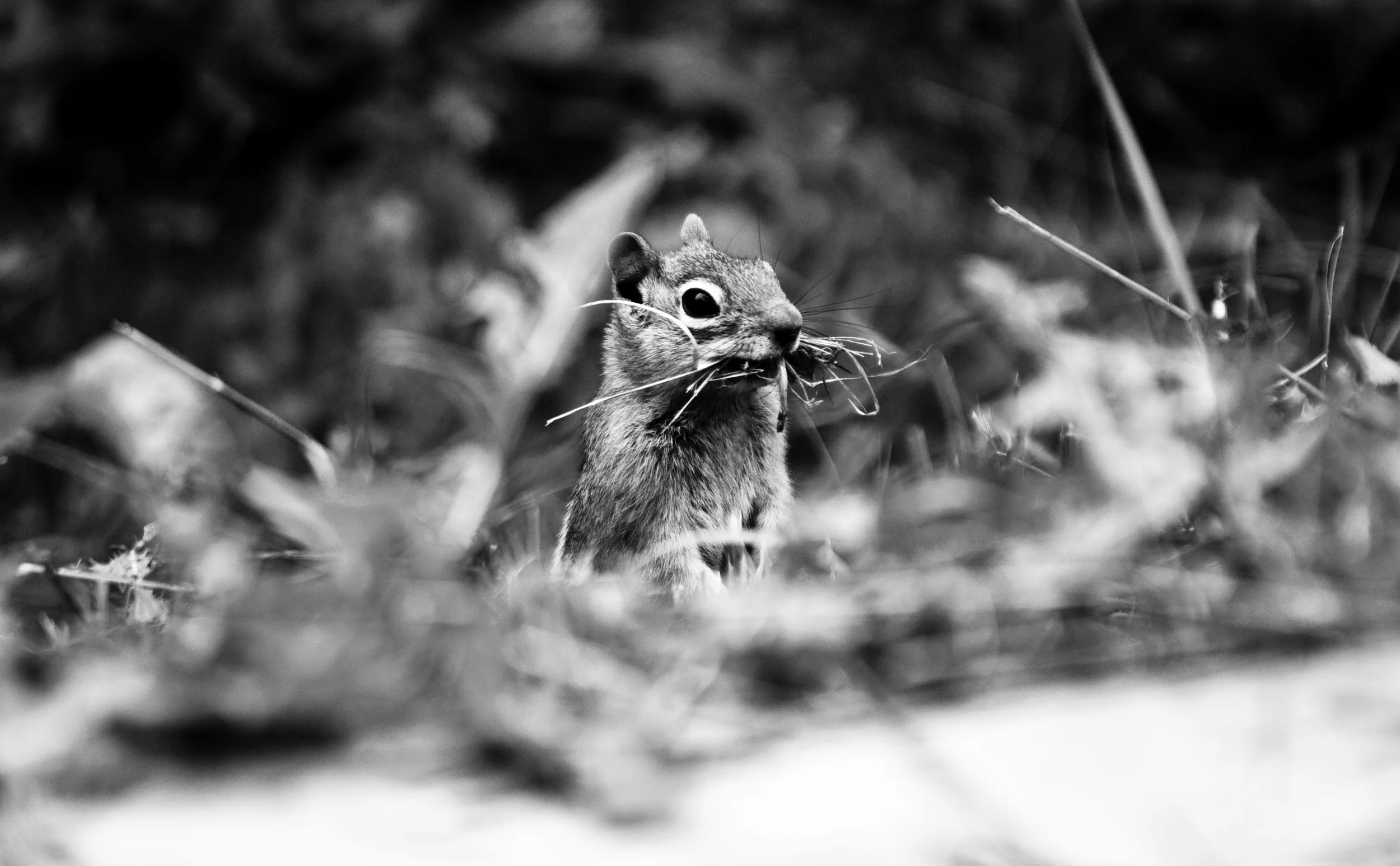 cabin chipmonk with grass_Snapseed.jpg