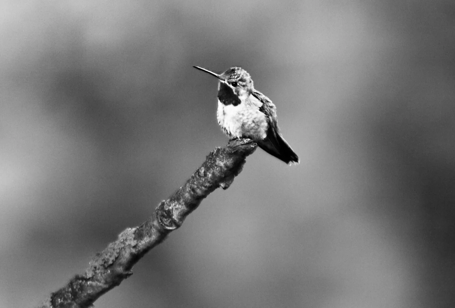 cabin Humming bird_Snapseed.jpg