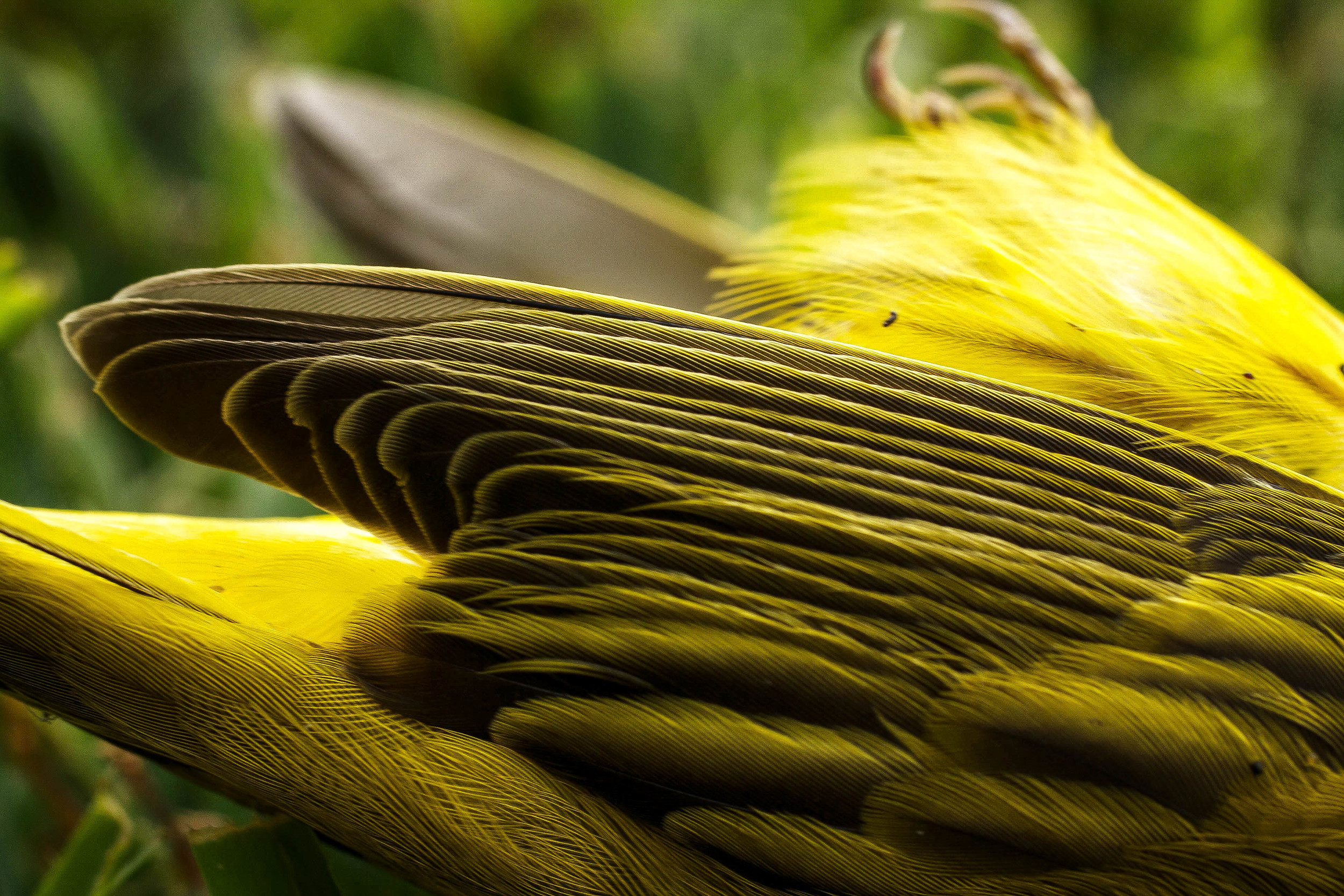 Final birdy-5.jpg