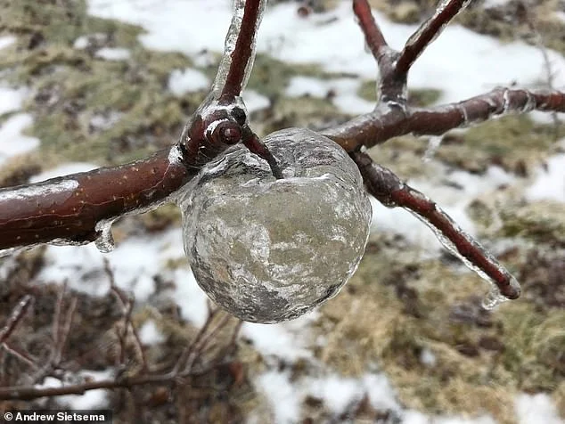 9760038-6699267-Apple_shaped_ice_casing_created_in_an_orchard_following_an_ice_s-a-24_1550052134006.jpg