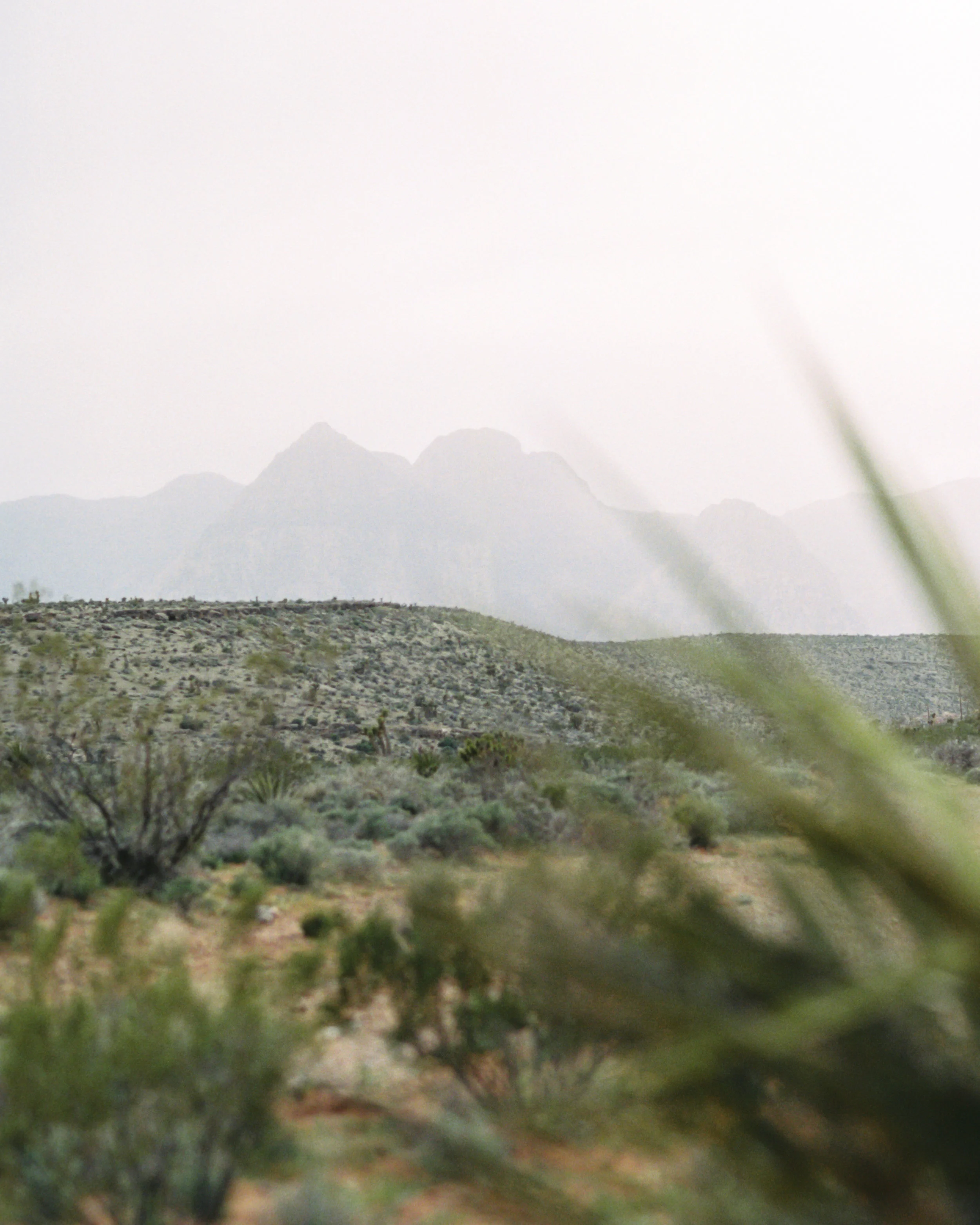 truegrace-mojave-15.jpg