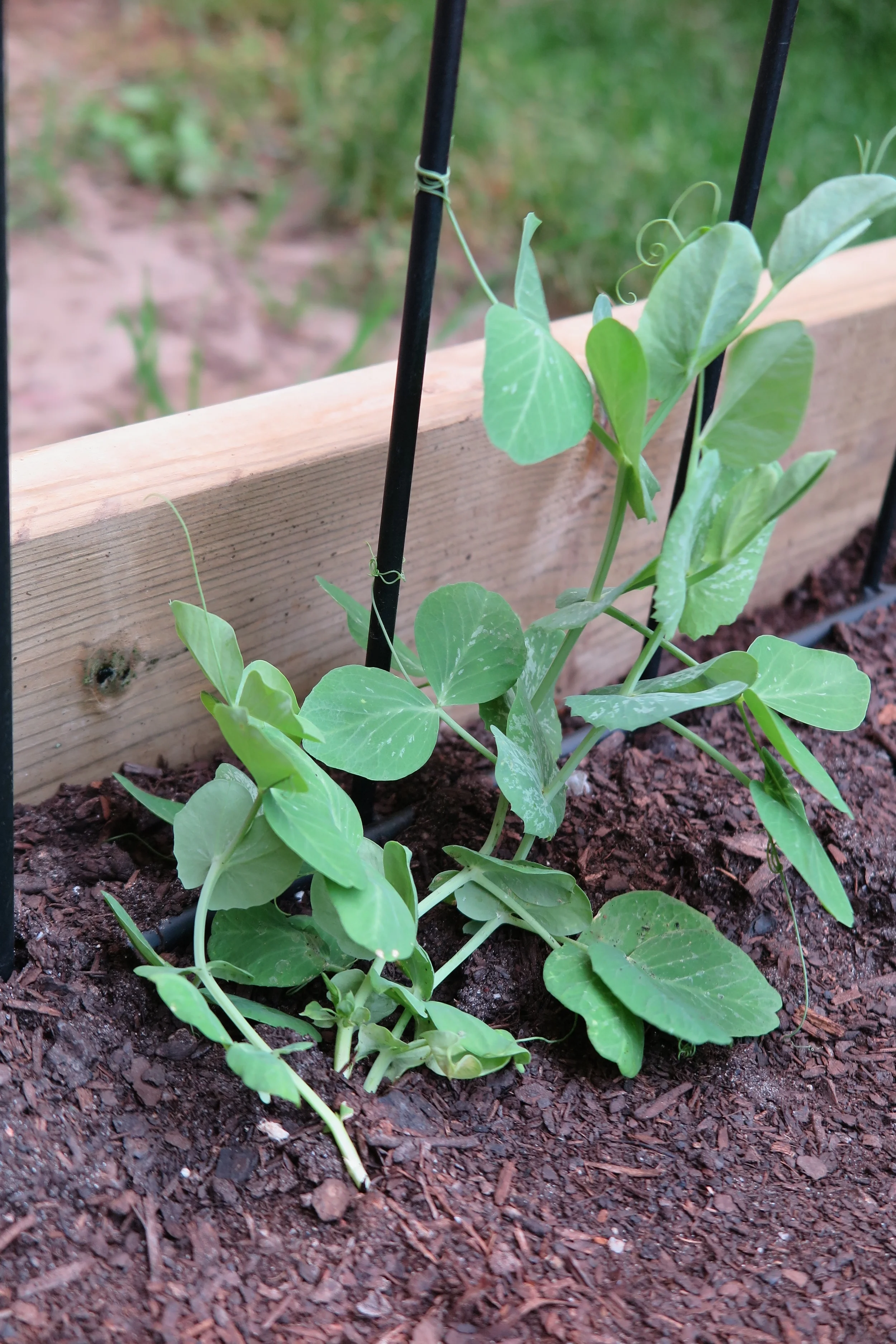 Snowpeas