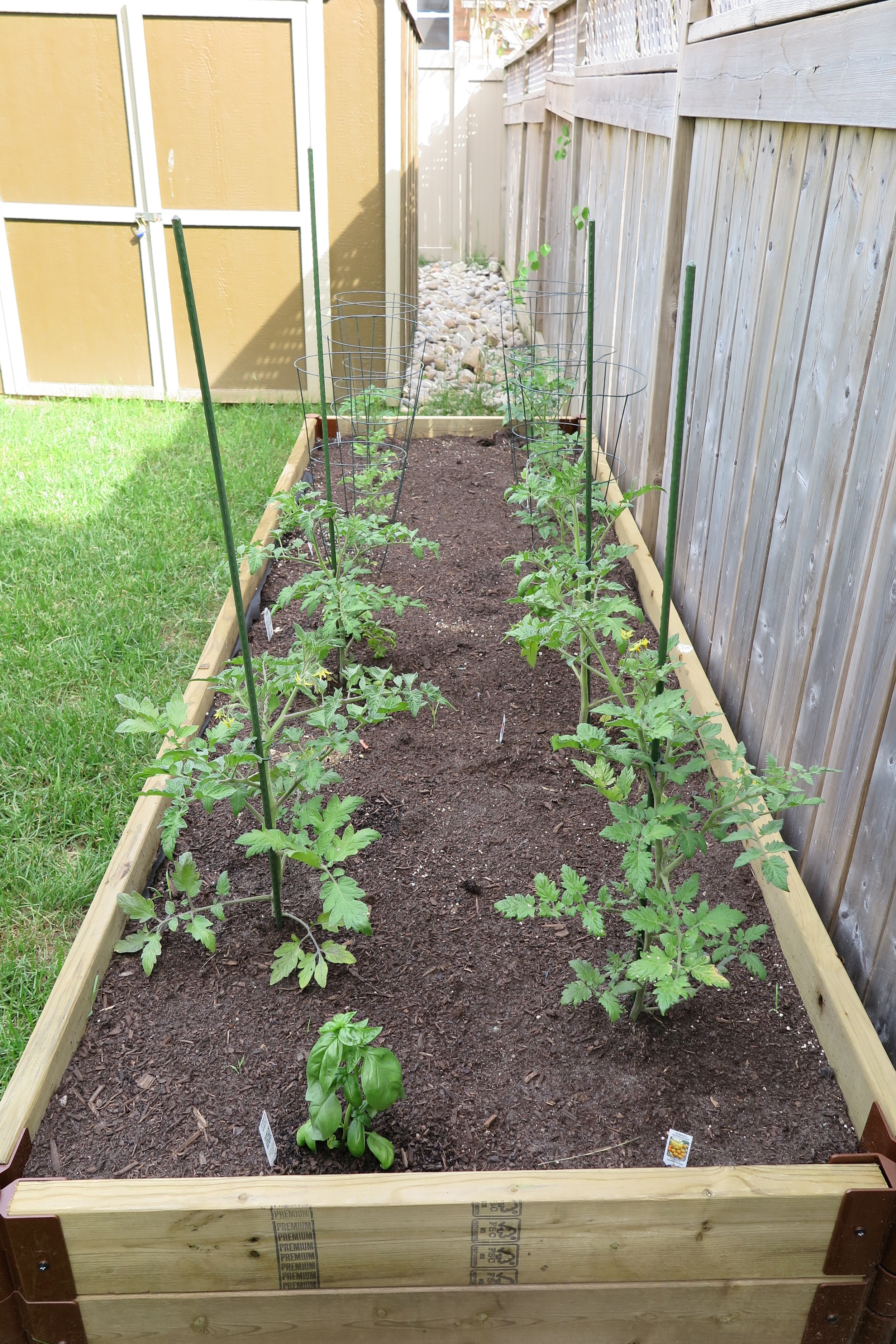 Les tomatoes