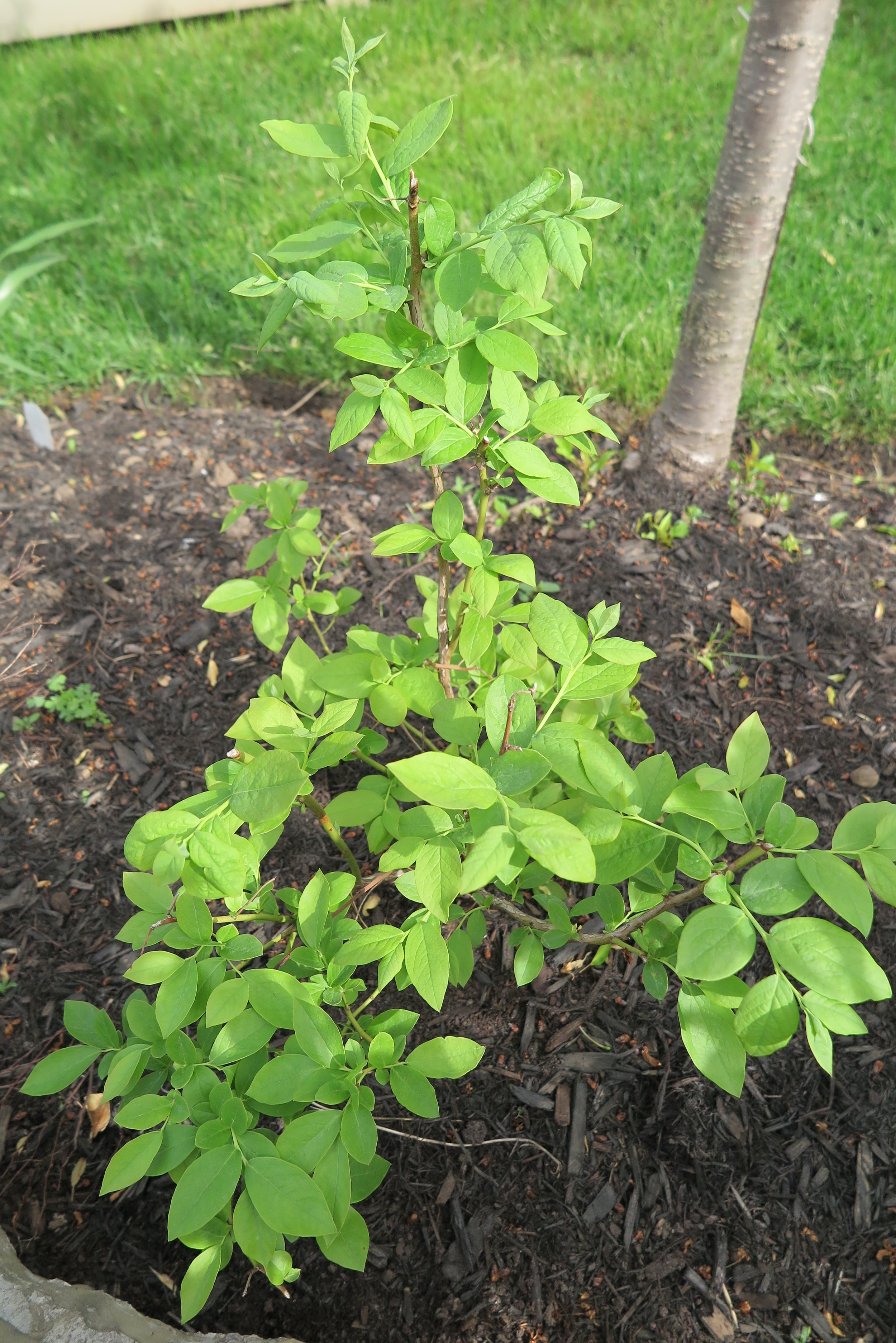 Blueberries looking very green