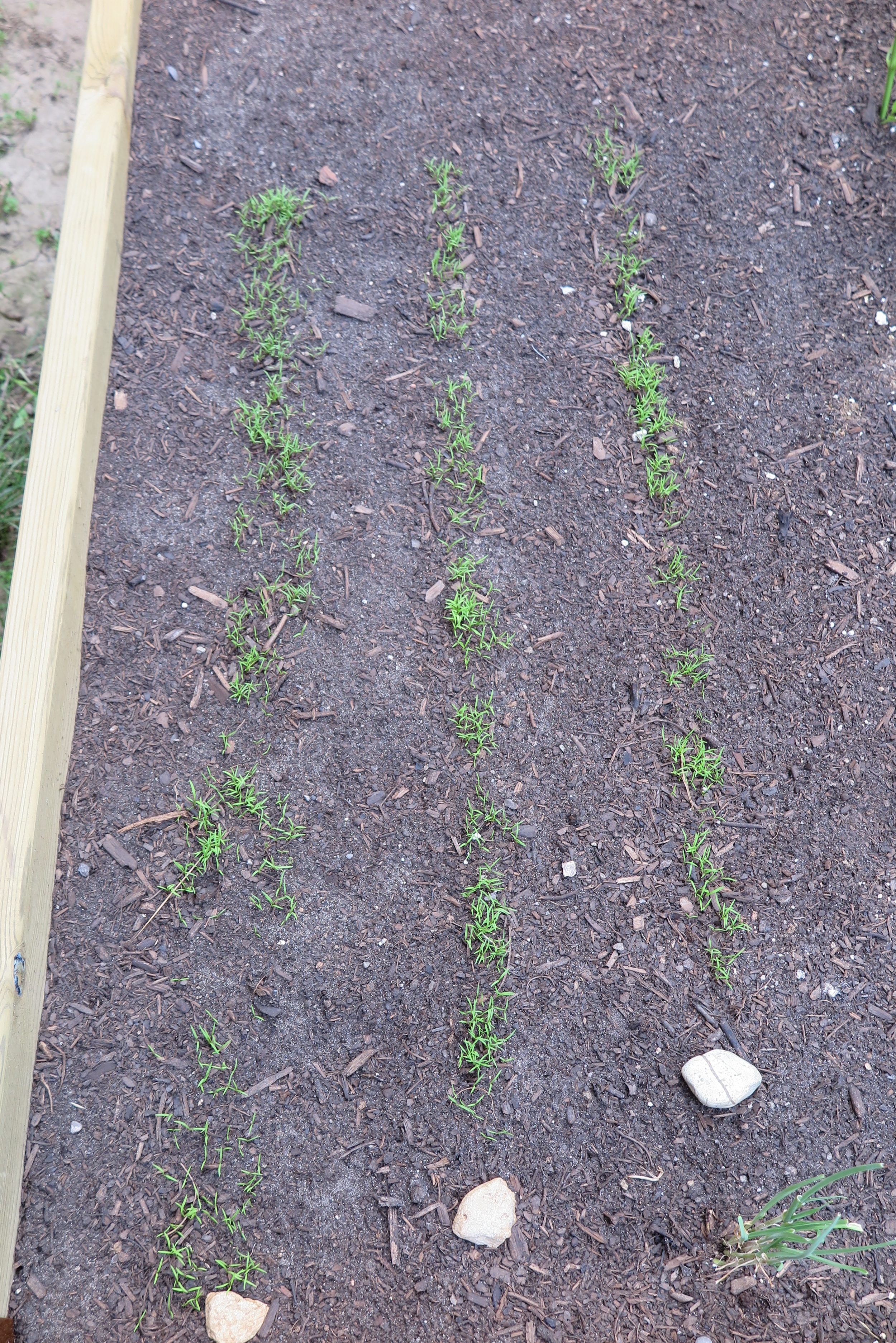 These carrots have already been thinned once