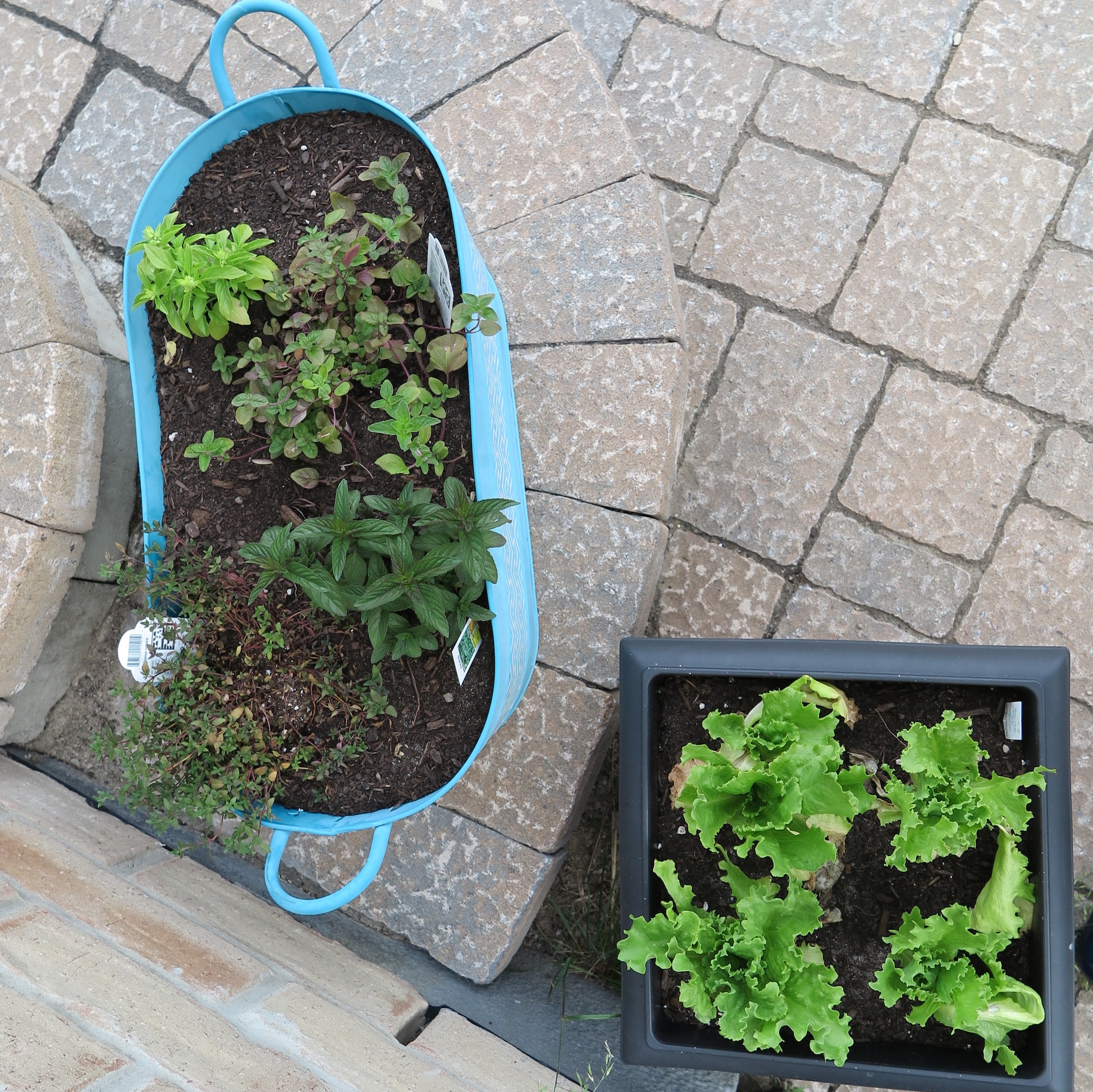 Herbs & salad greens going strong
