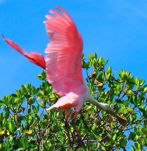 Roseate+Spoonbill.jpeg