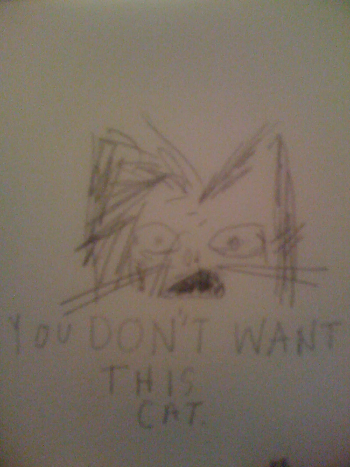 dont want this cat.JPG