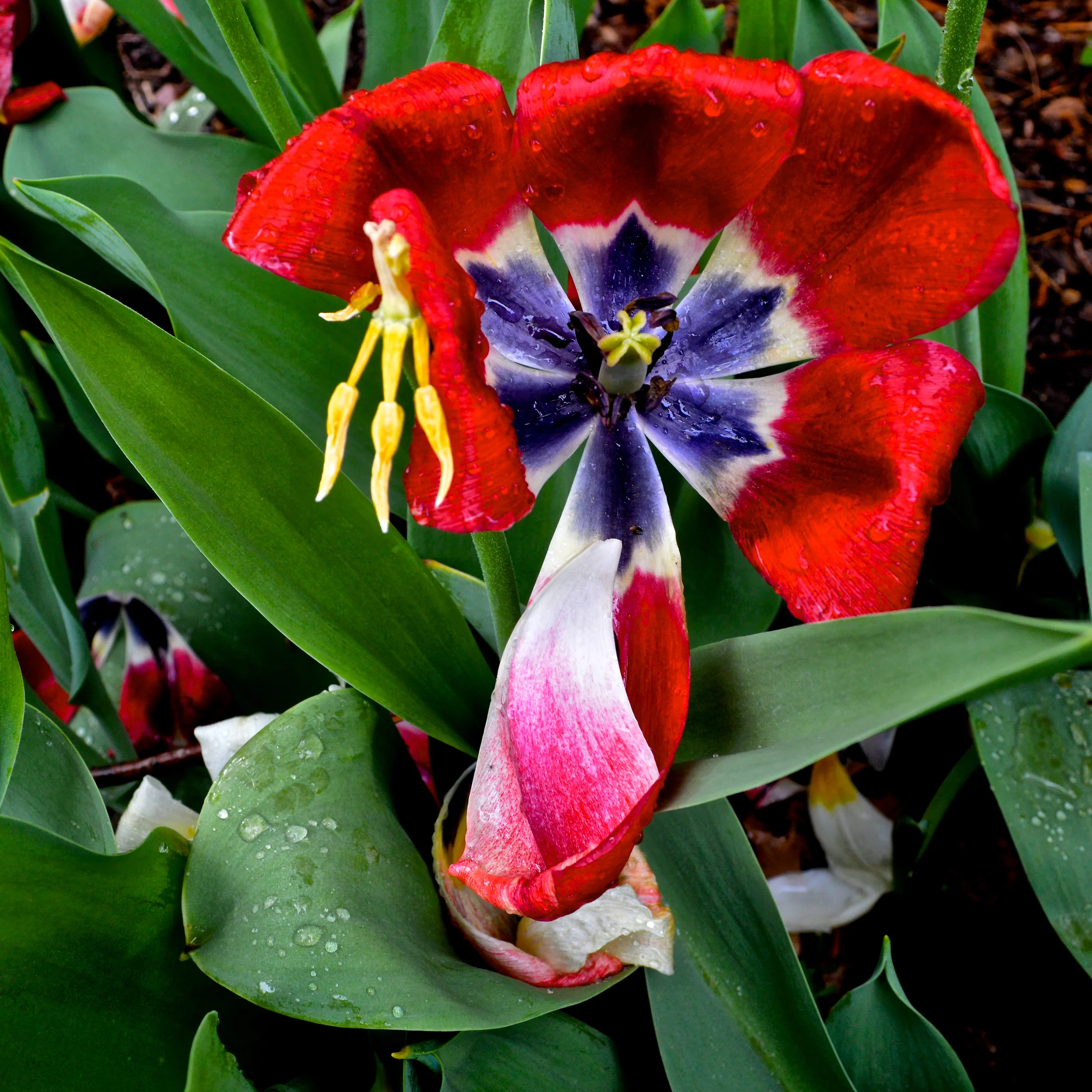 Flower 3