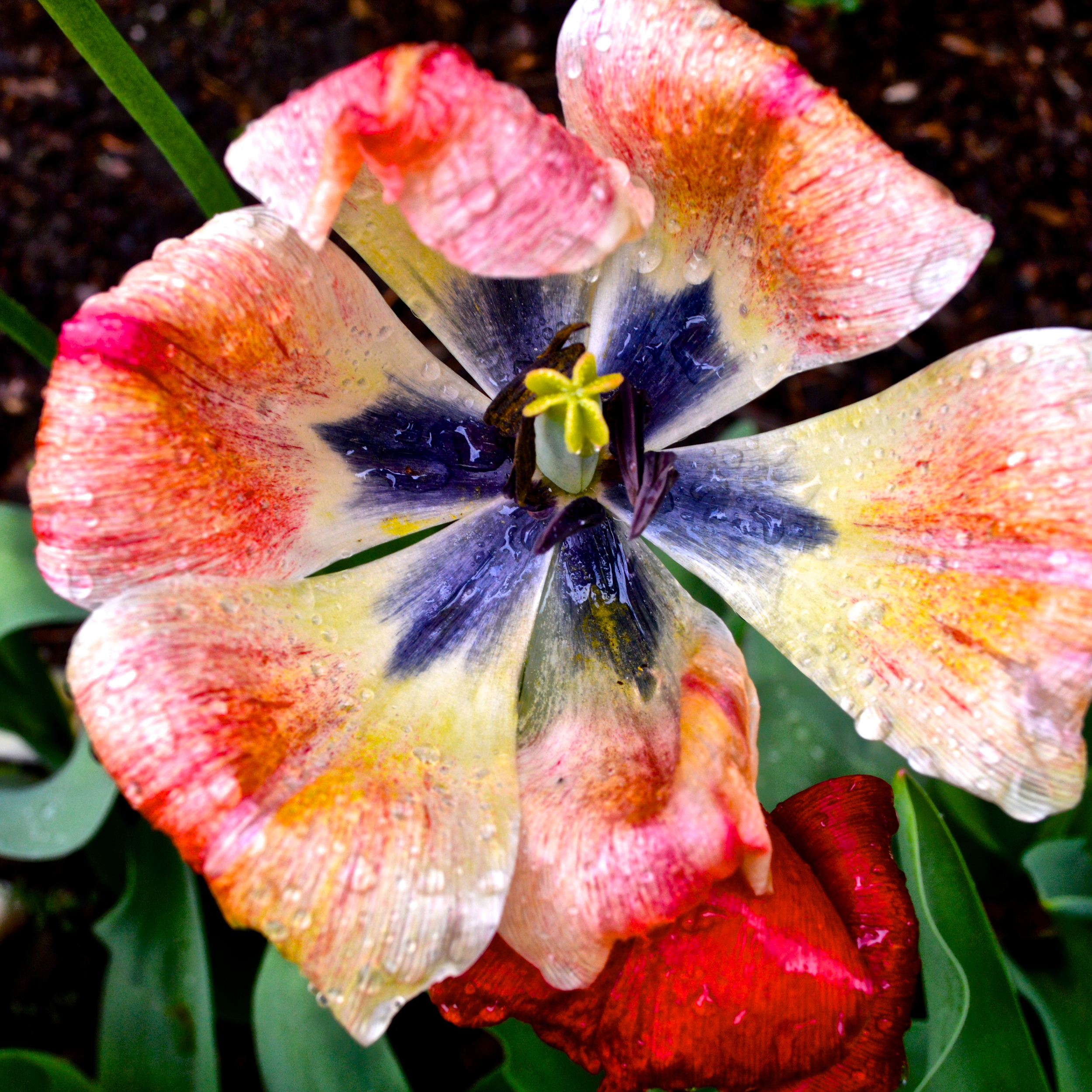 Flower 6