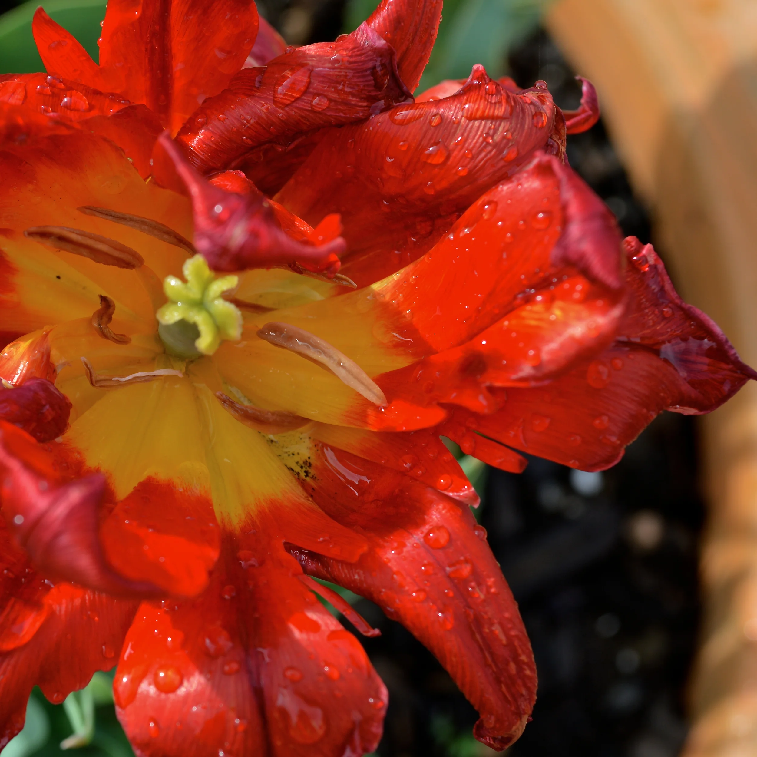 Flower 2