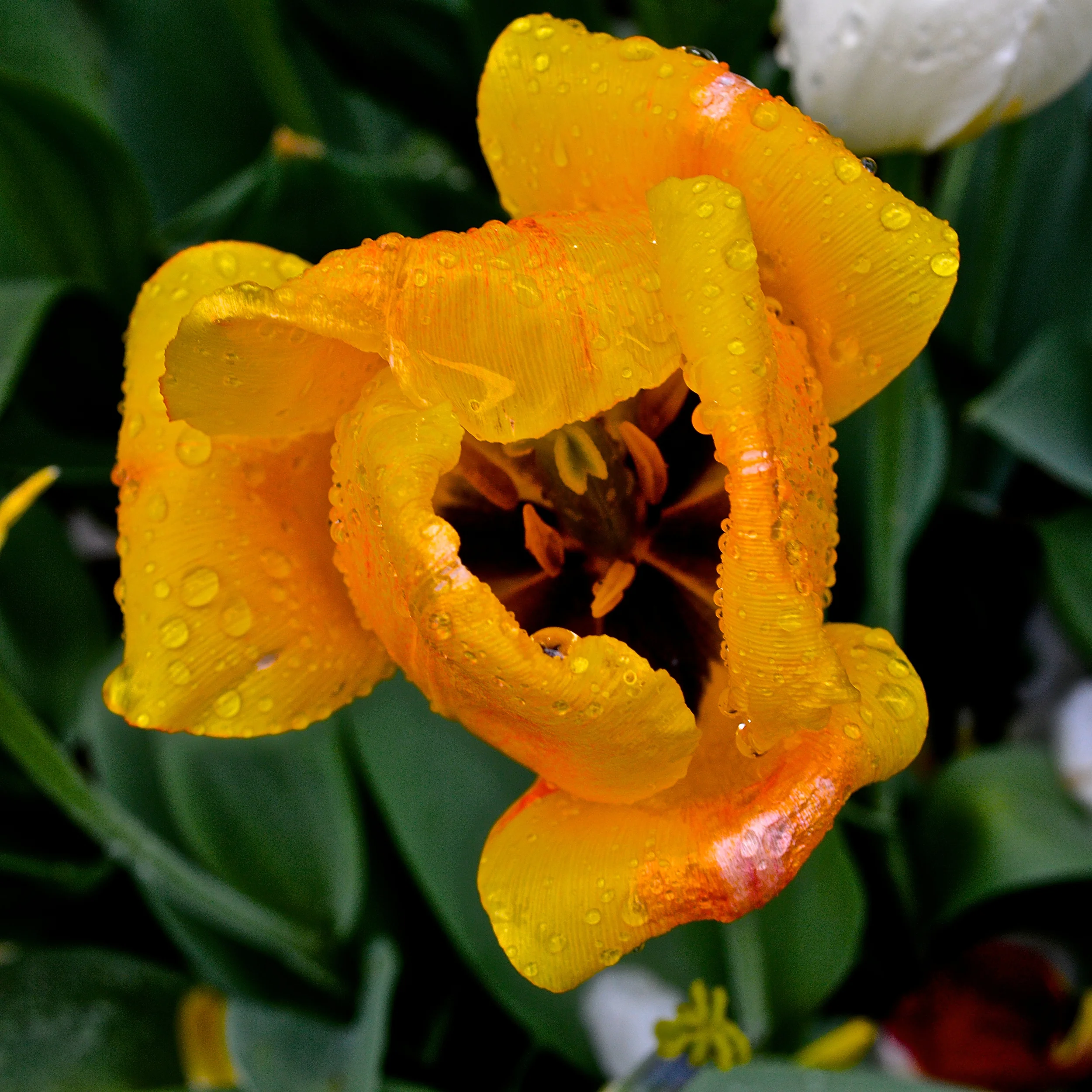 Flower 4