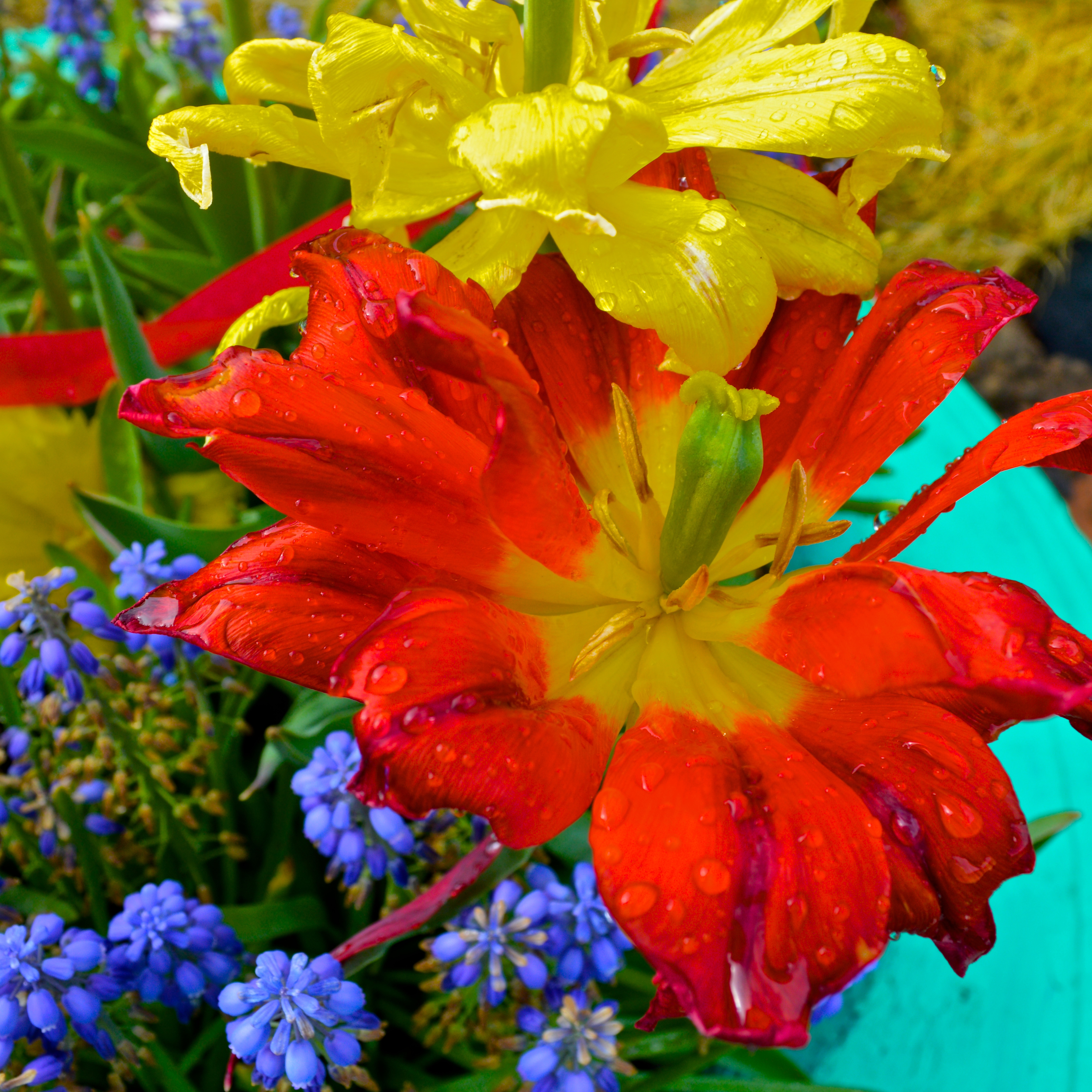 Flower 5