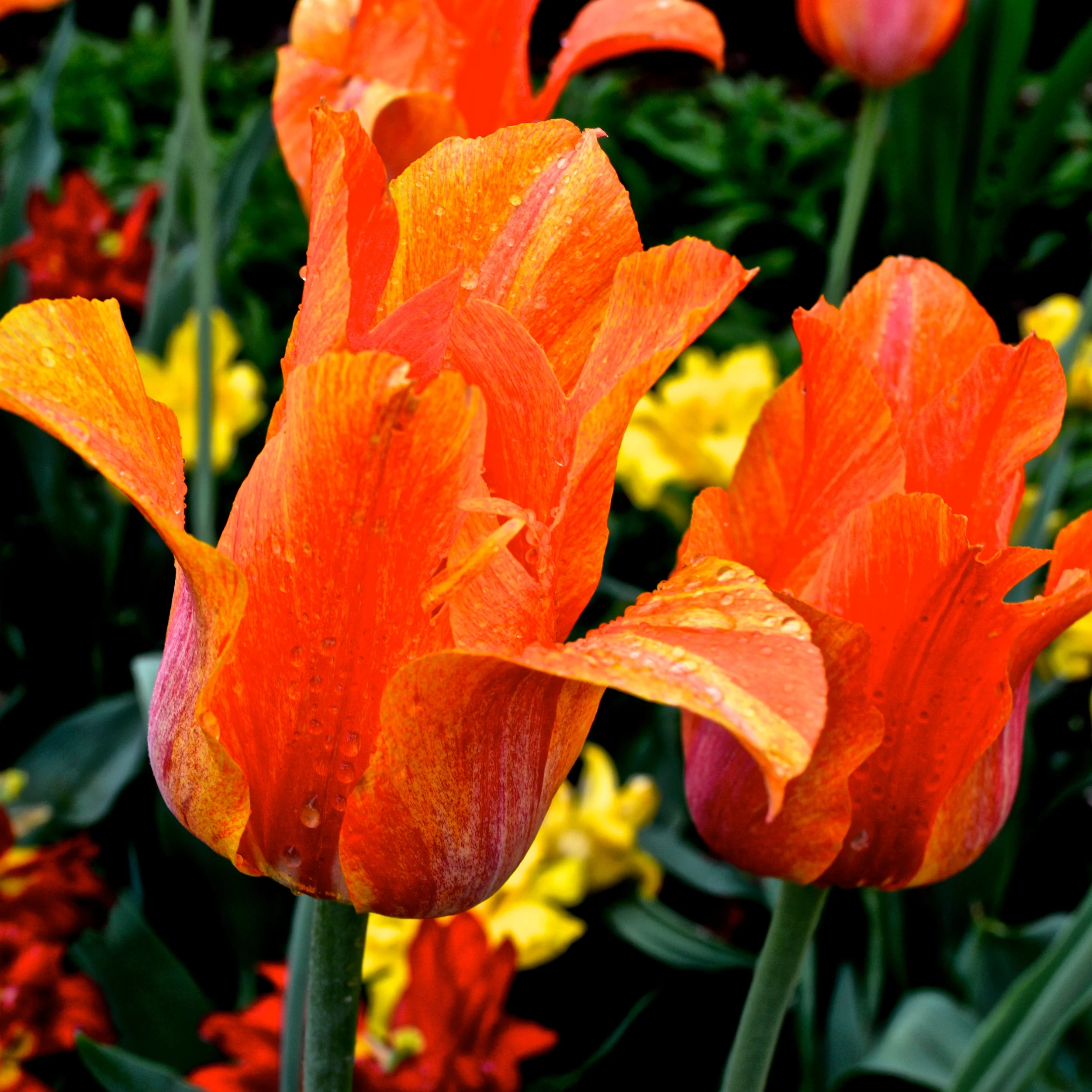 Flower 8