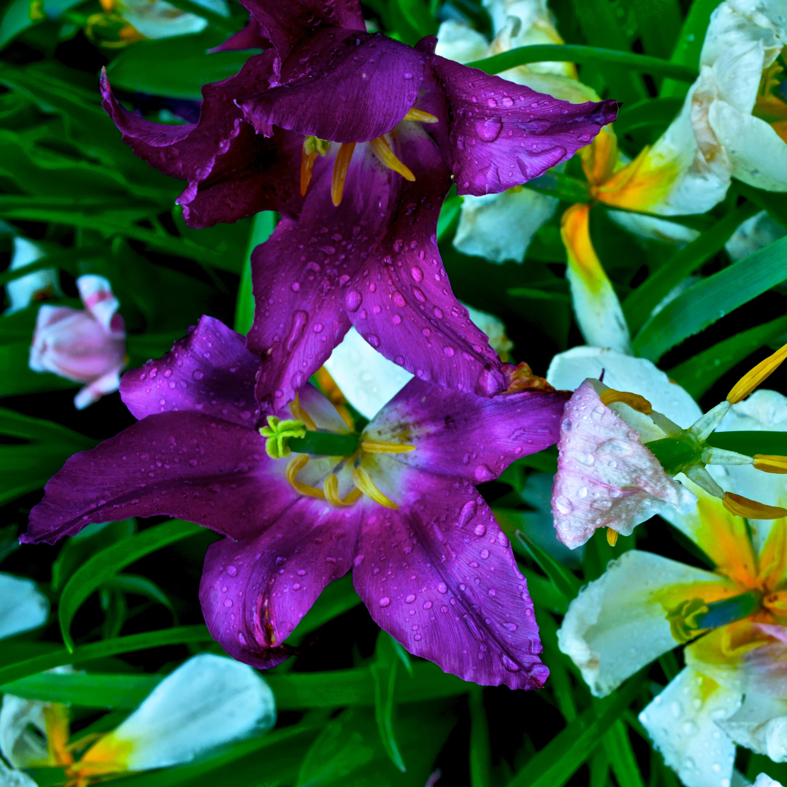 Flower 9