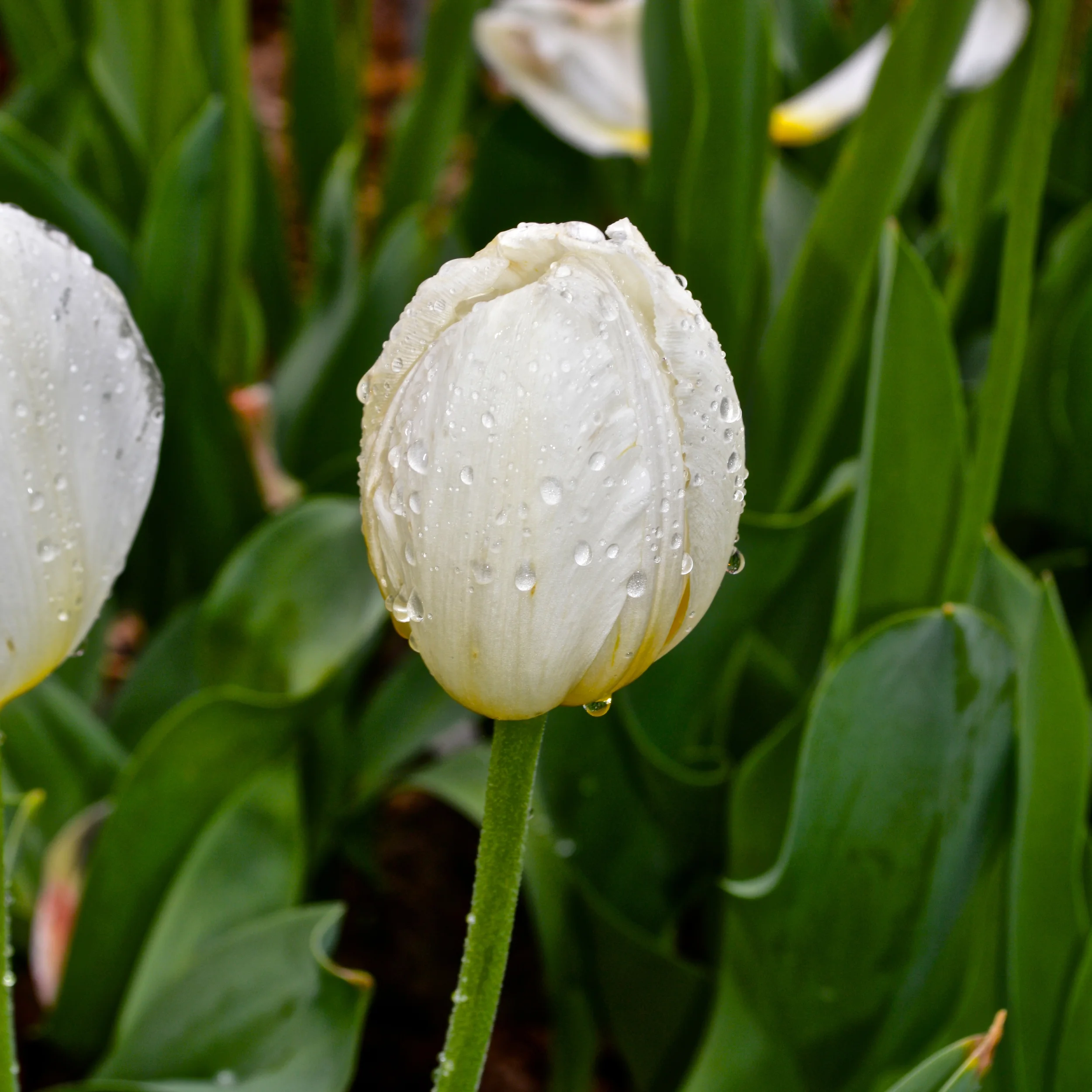 Flower 10