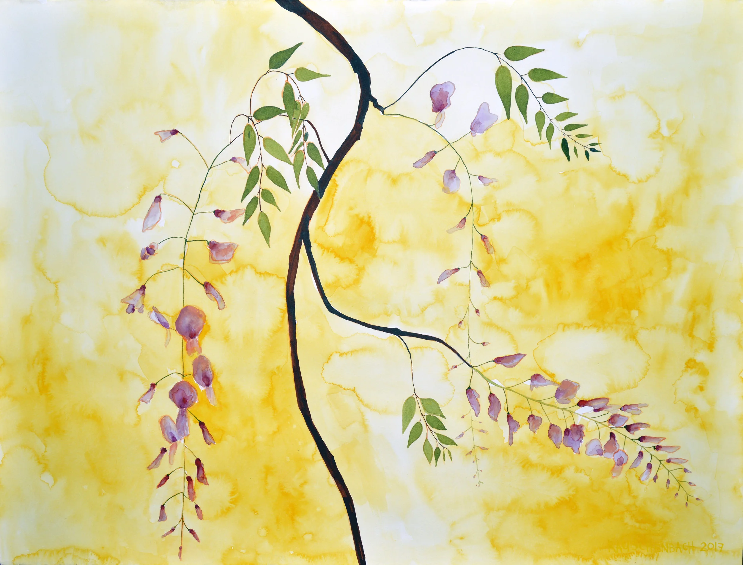 YellowWisteria-Watercolor-2017.jpg
