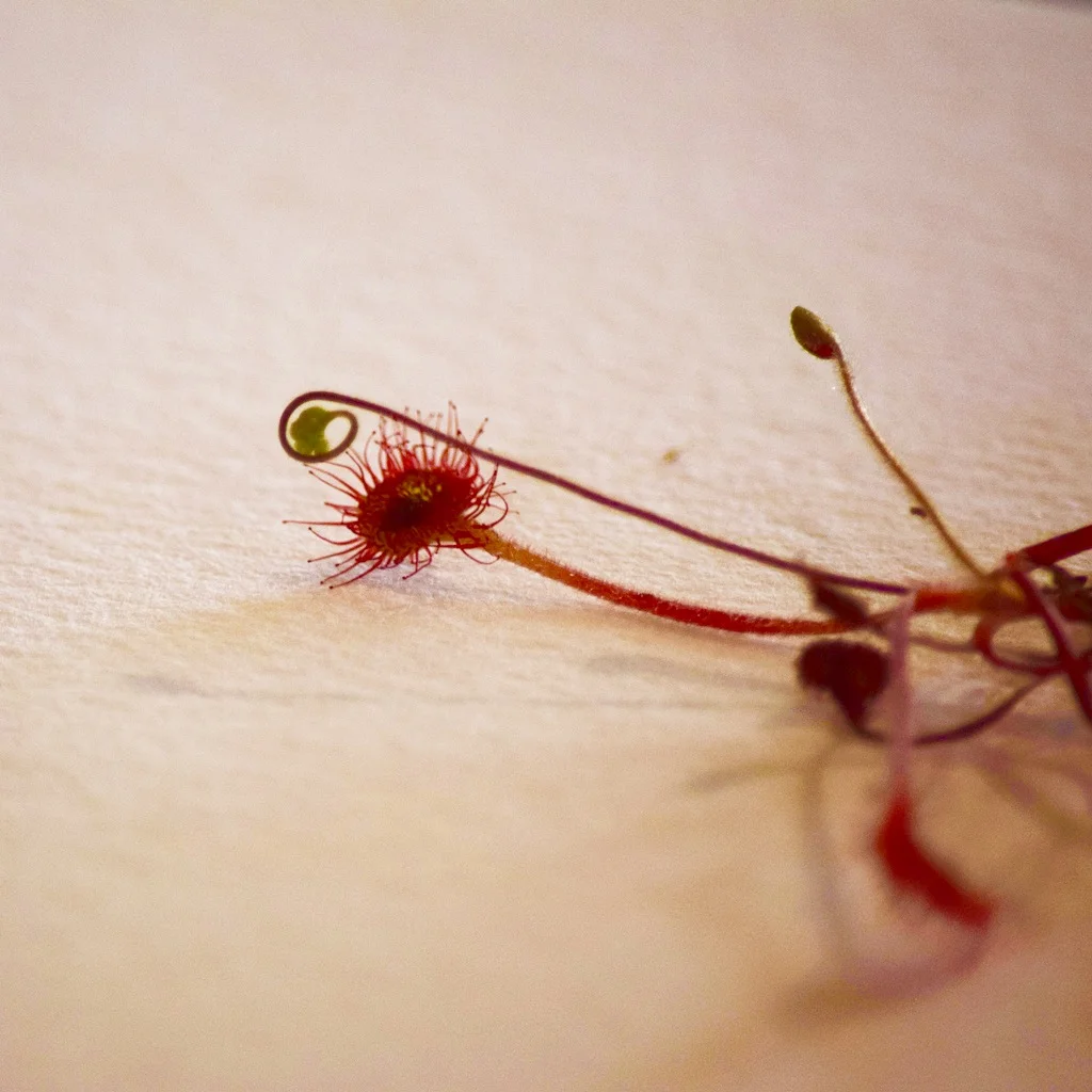 Sundew prepared to be pressed