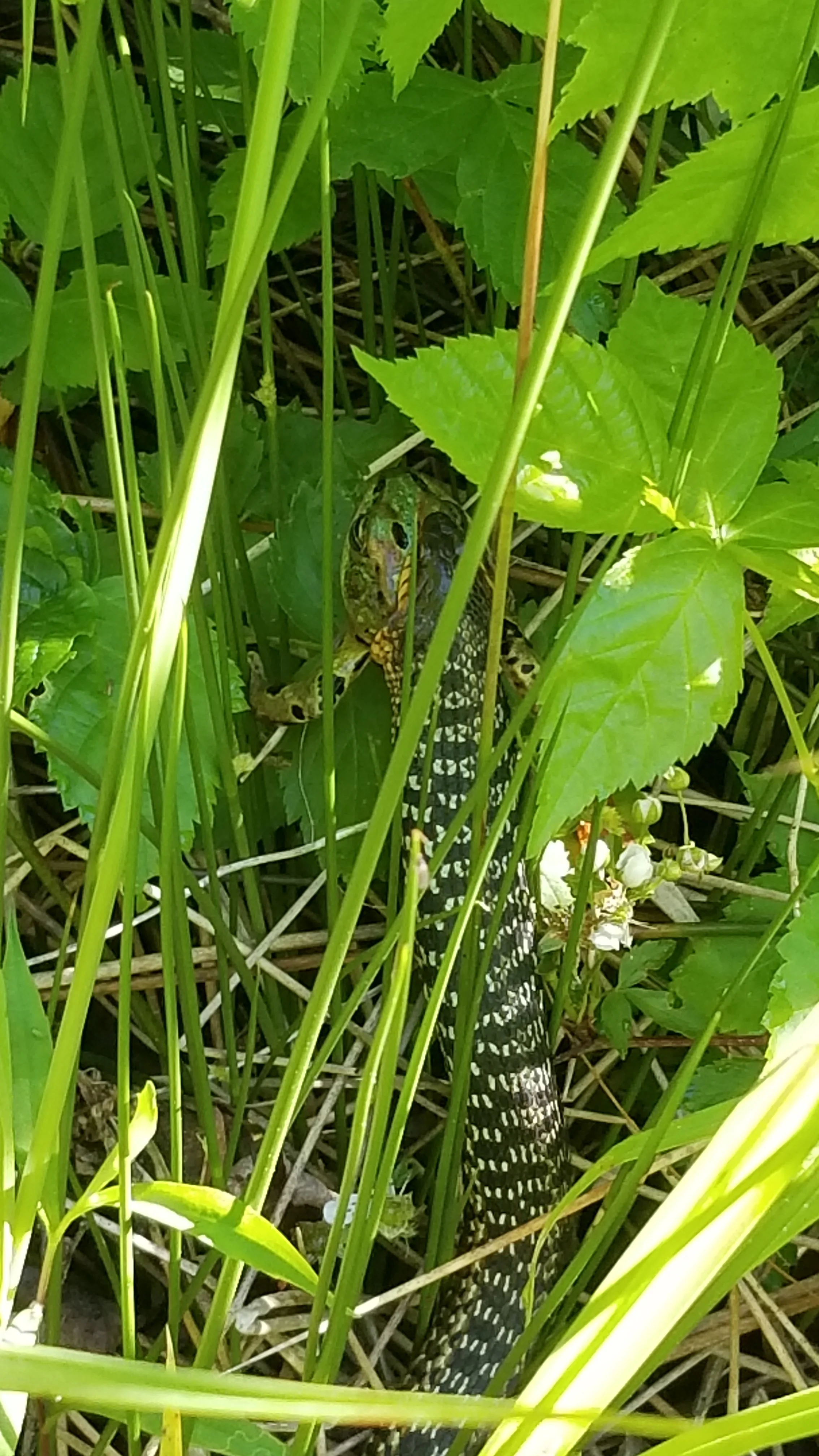 20180626_110343.jpg