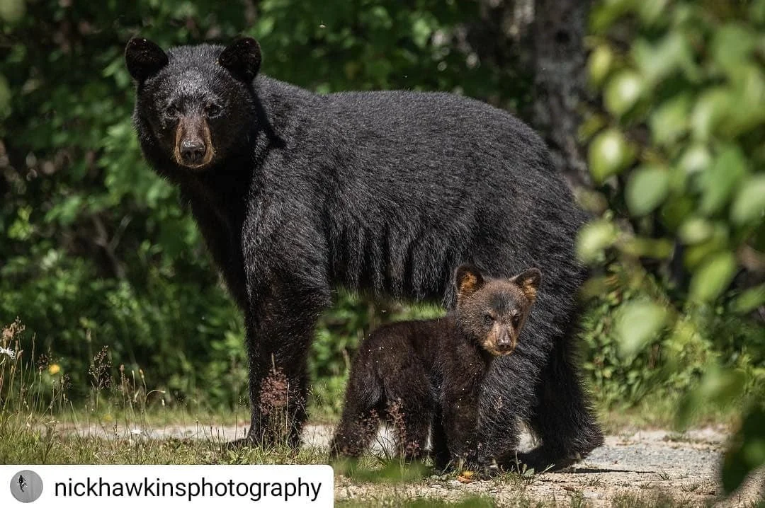 bear.jpg