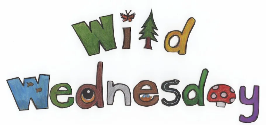 Wild Wednesday Image.jpg
