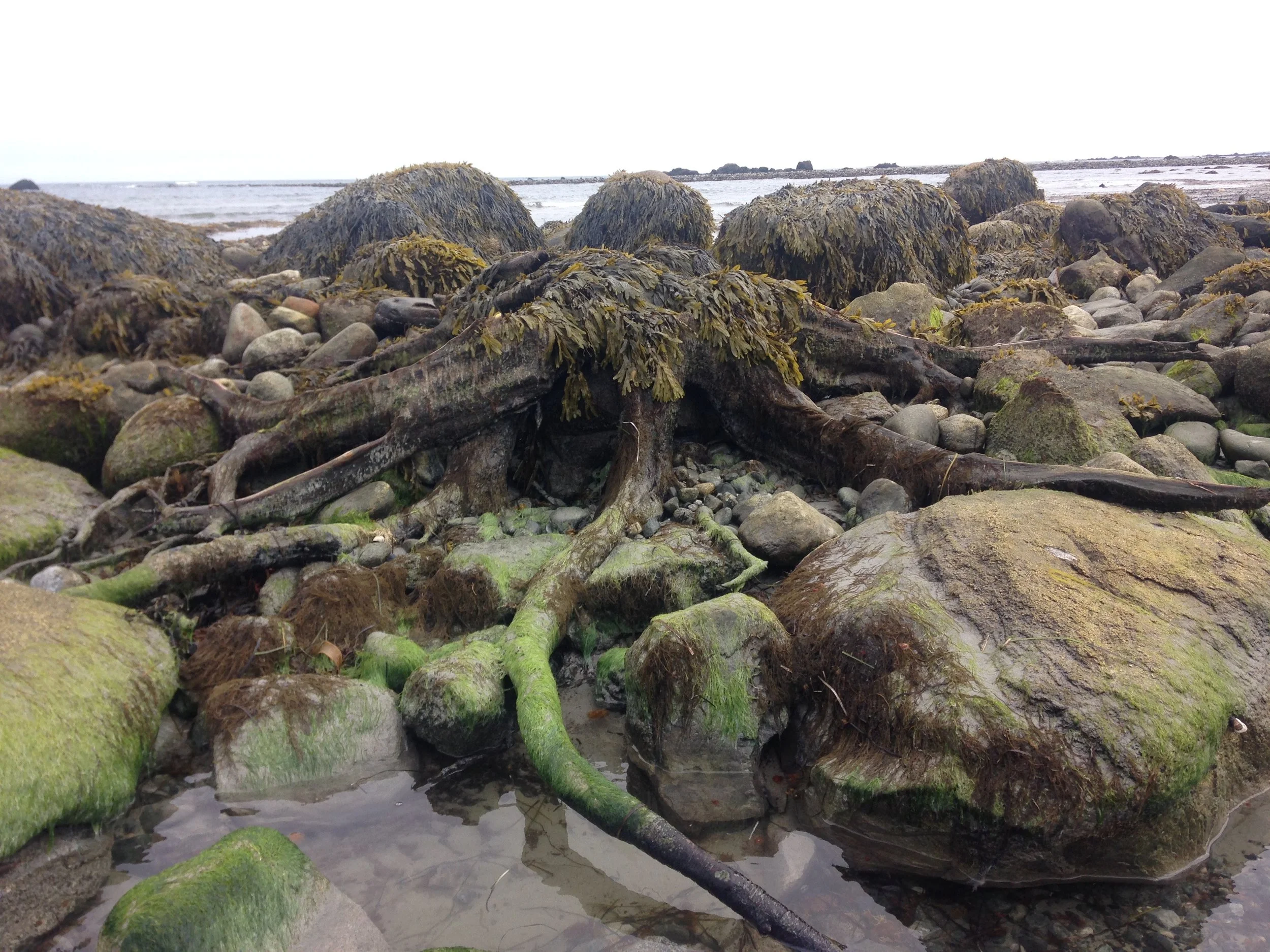 One of the many tree stumps we found in the drowned forest