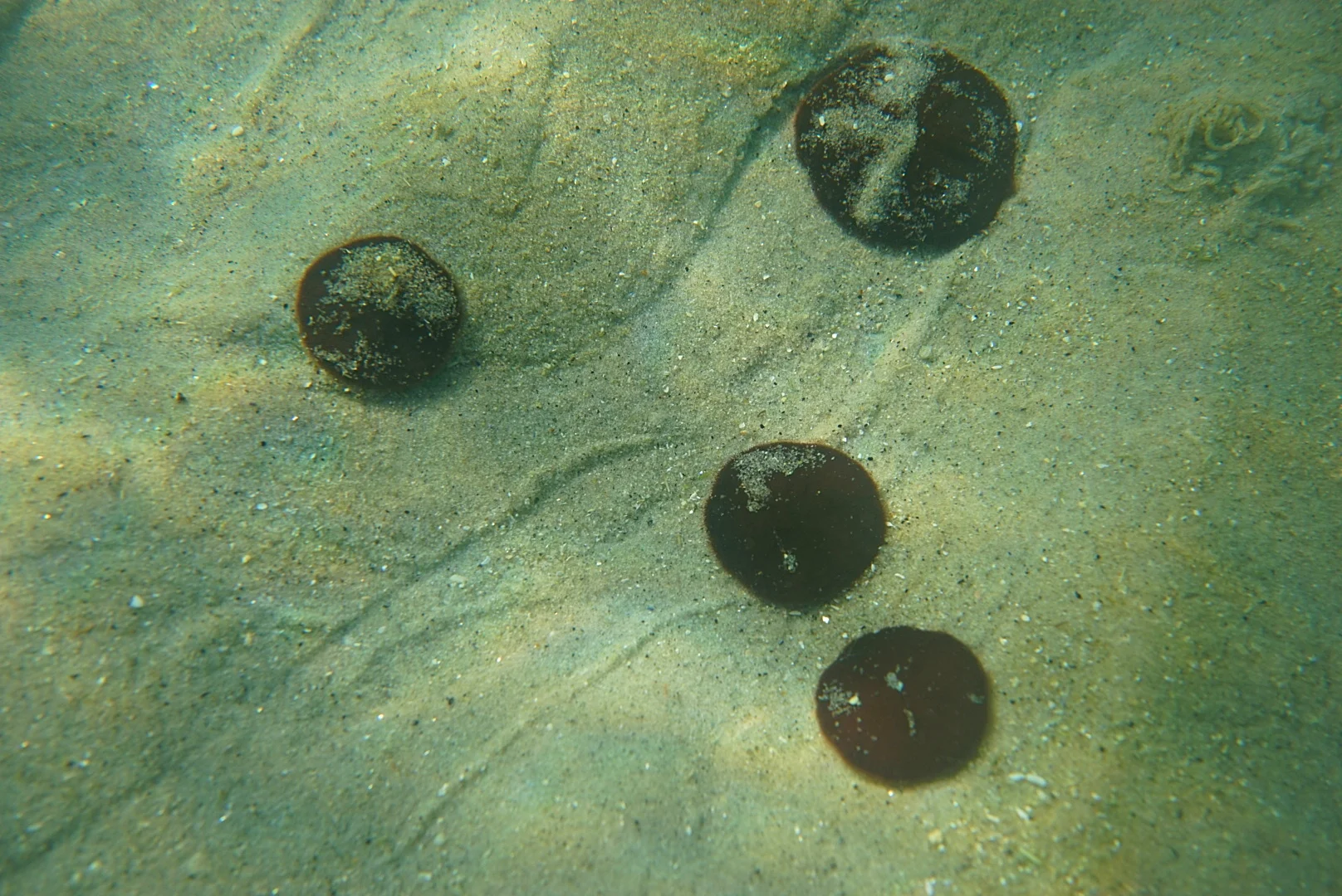 Common sand dollars ( Echinarachnius parma ) when alive are covered in maroon-coloured felt-like, moveable spines. They become bleached white when washed ashore.