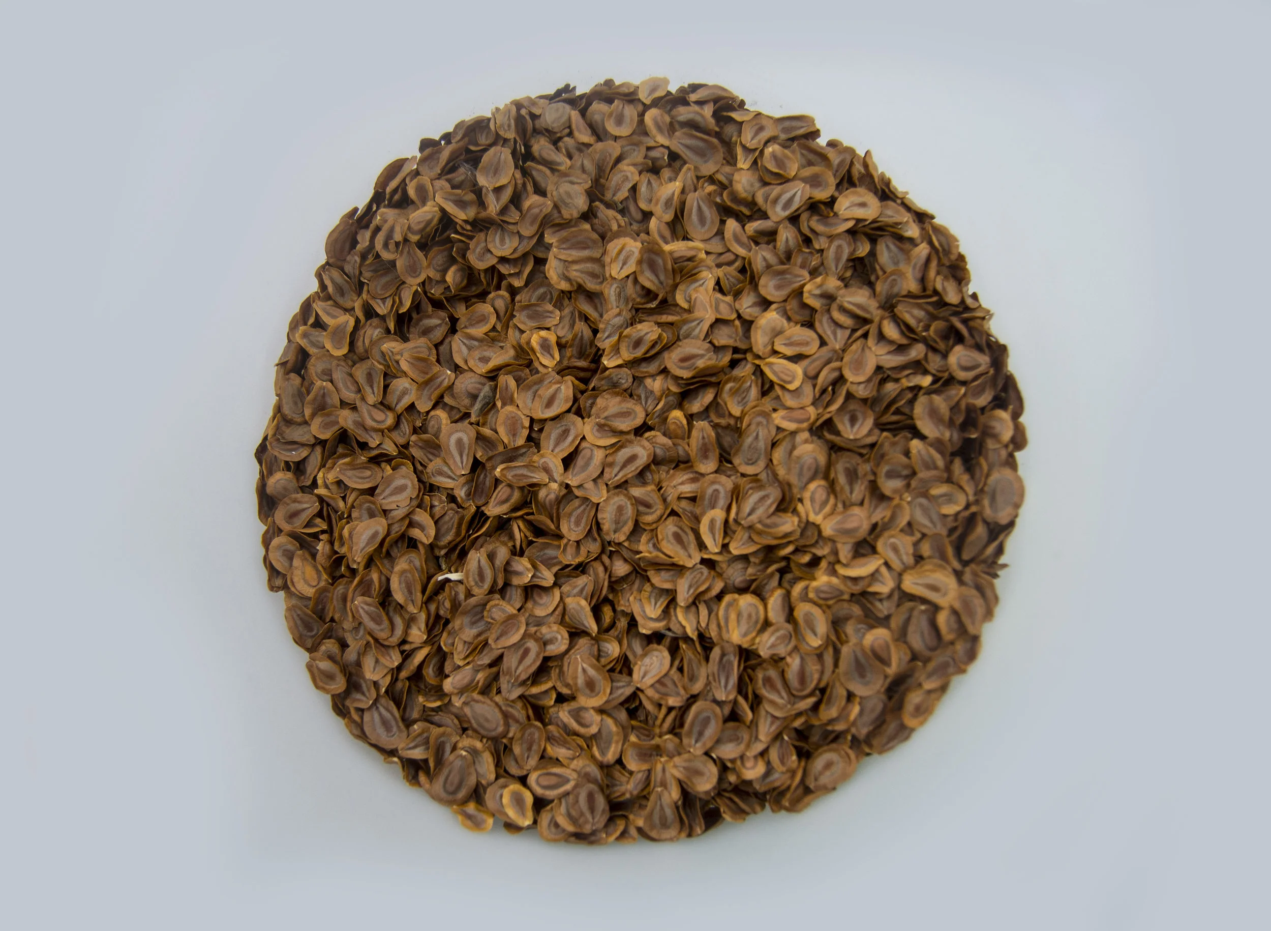 Milkweed seed for seed bombs