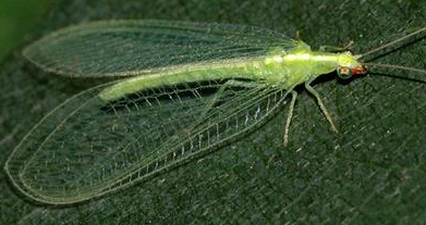 An adult green lacewing ( Chrysoperla rufilabris) ( https://www.hummert.com/chrysoperla-rufilabris-eggs-on-card-60107200 )