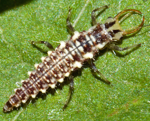A nymph green lacewing ( https://bugguide.net/node/view/424943 )