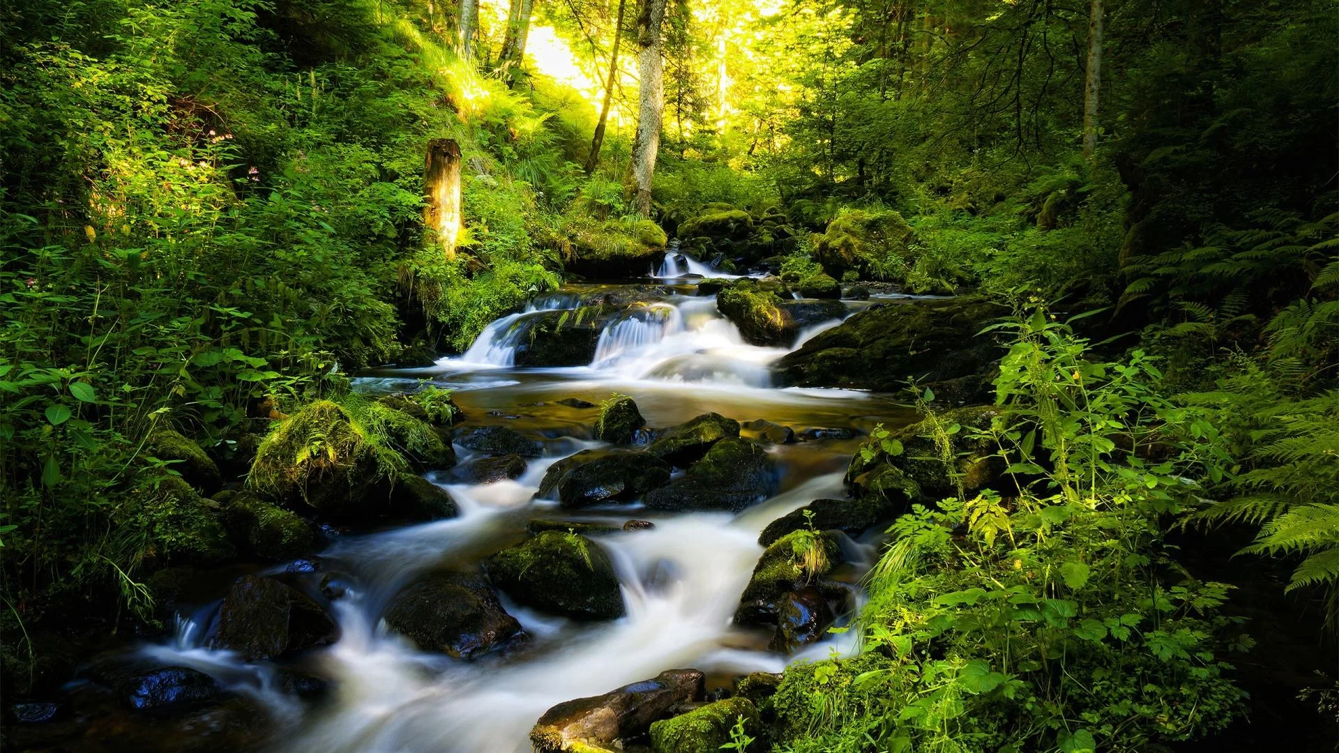 river-and-green-forest.jpg