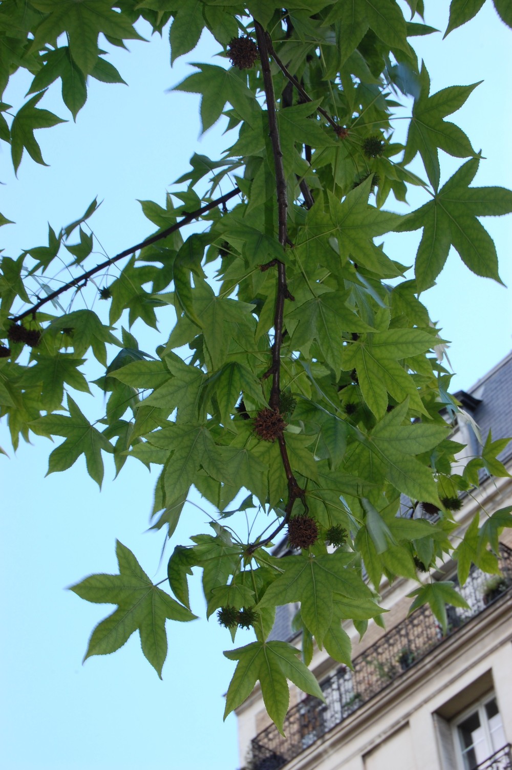 liquidambar-styraciflua-fruit-e1306238880599.jpg