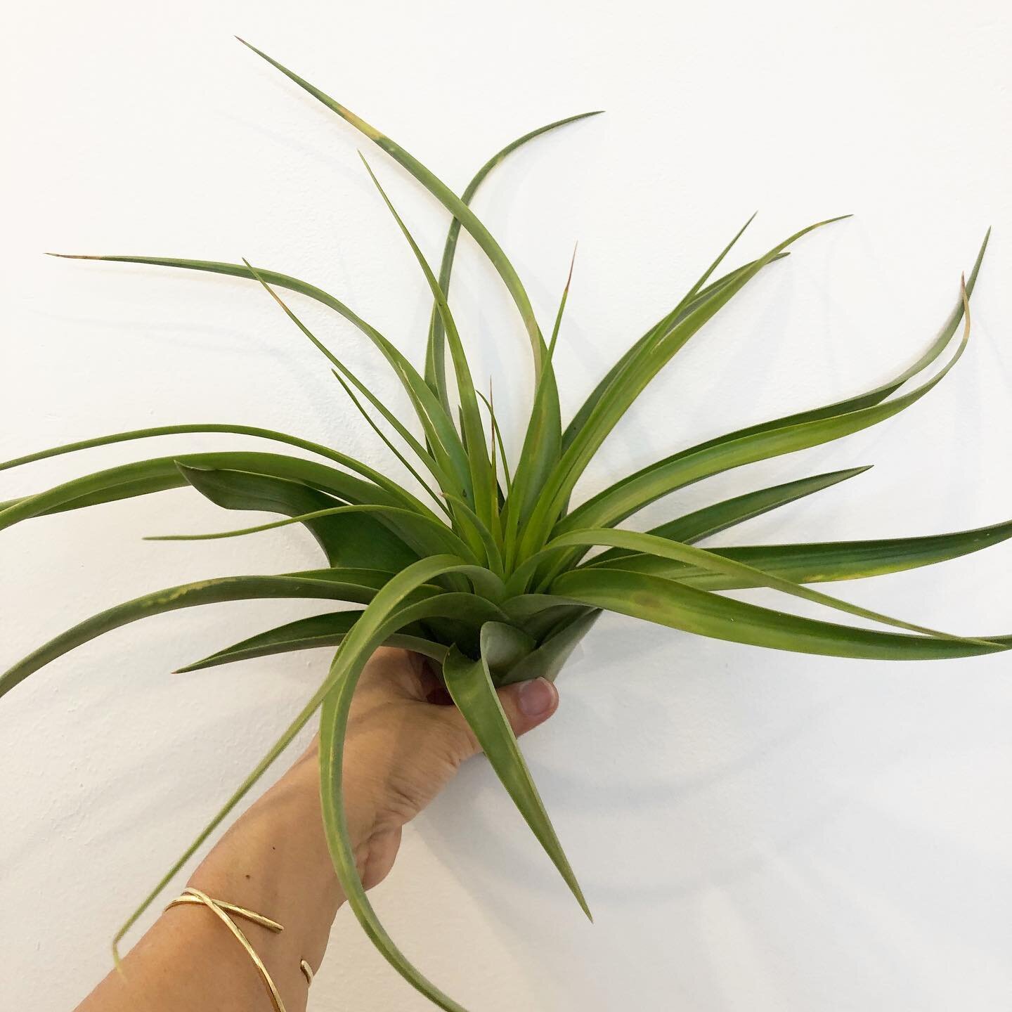 Hello gorgeous! Just got in a new shipment of air plants 🌿🌿