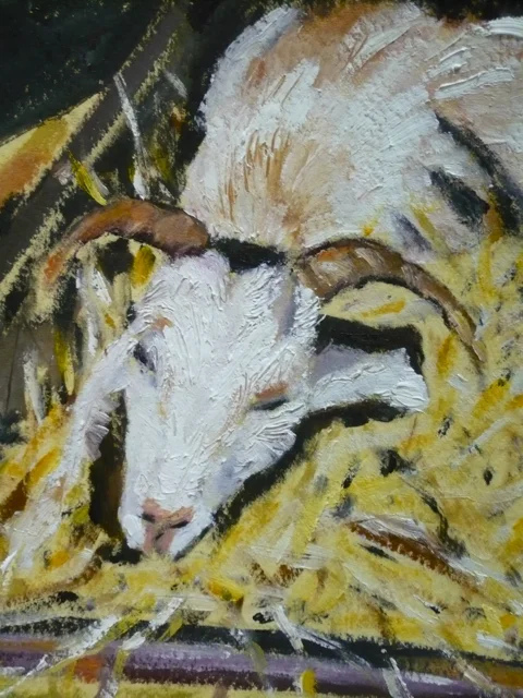 sleepy goat